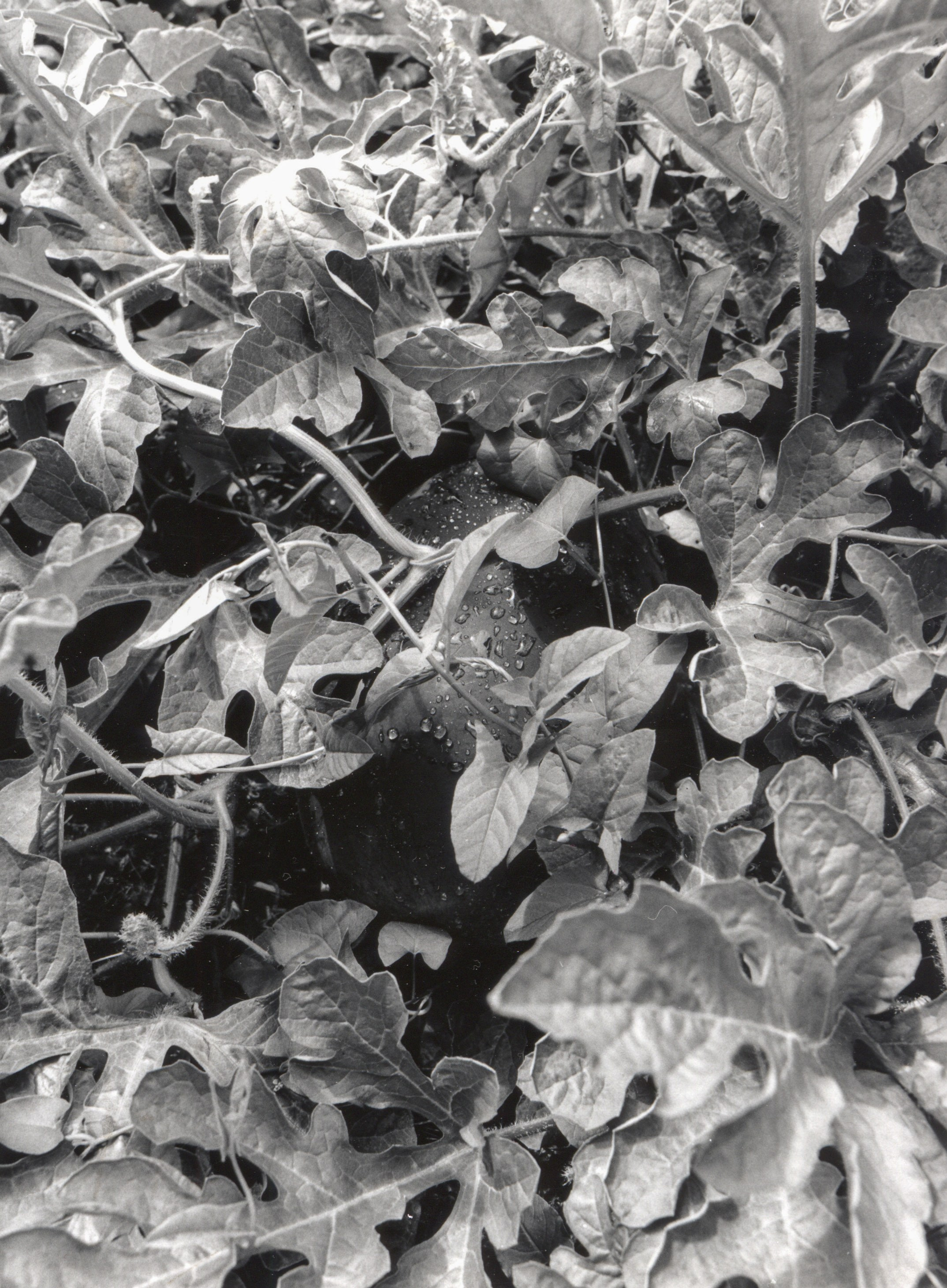 My Mother's pregnant, 2024, 19x14 cm, Ilford Multigrade RC Deluxe, 1/4 + 2AP