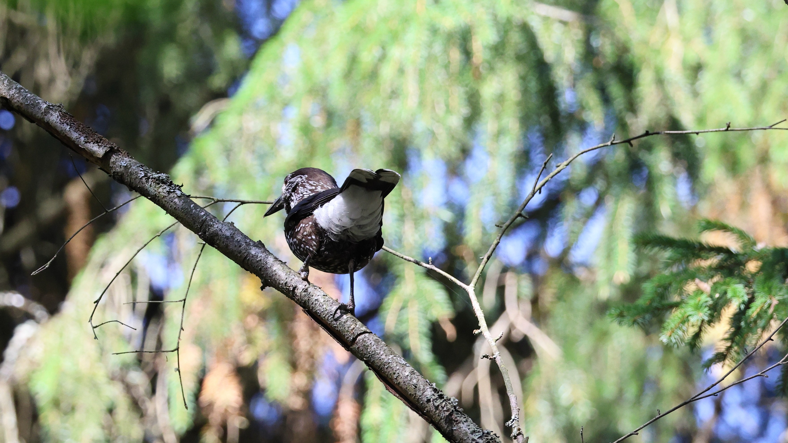 Утренний лес