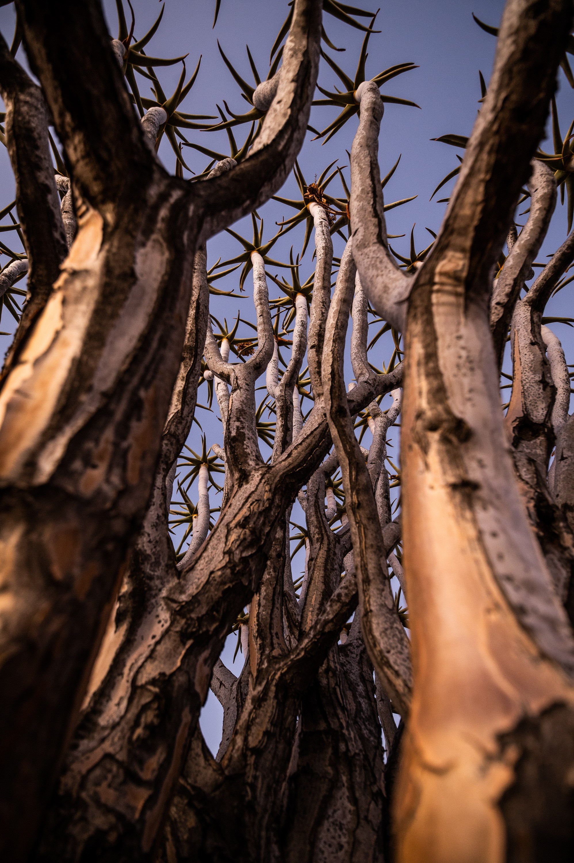 НАМИБИЯ. Роадтрип