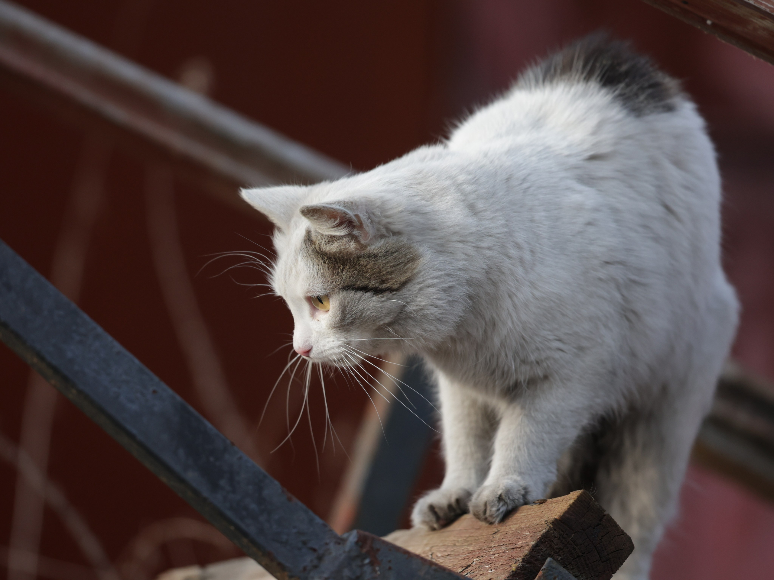 Фотограф Татьяна Марсуверских г. Жуковский, Москва и Мо. Репортажные съёмки, фотосессии,  фотограф анималист, фотосъёмка животных. Фотограф для маркетплейсов, фотоуслуги в Жуковском Татьяна Марсуверских