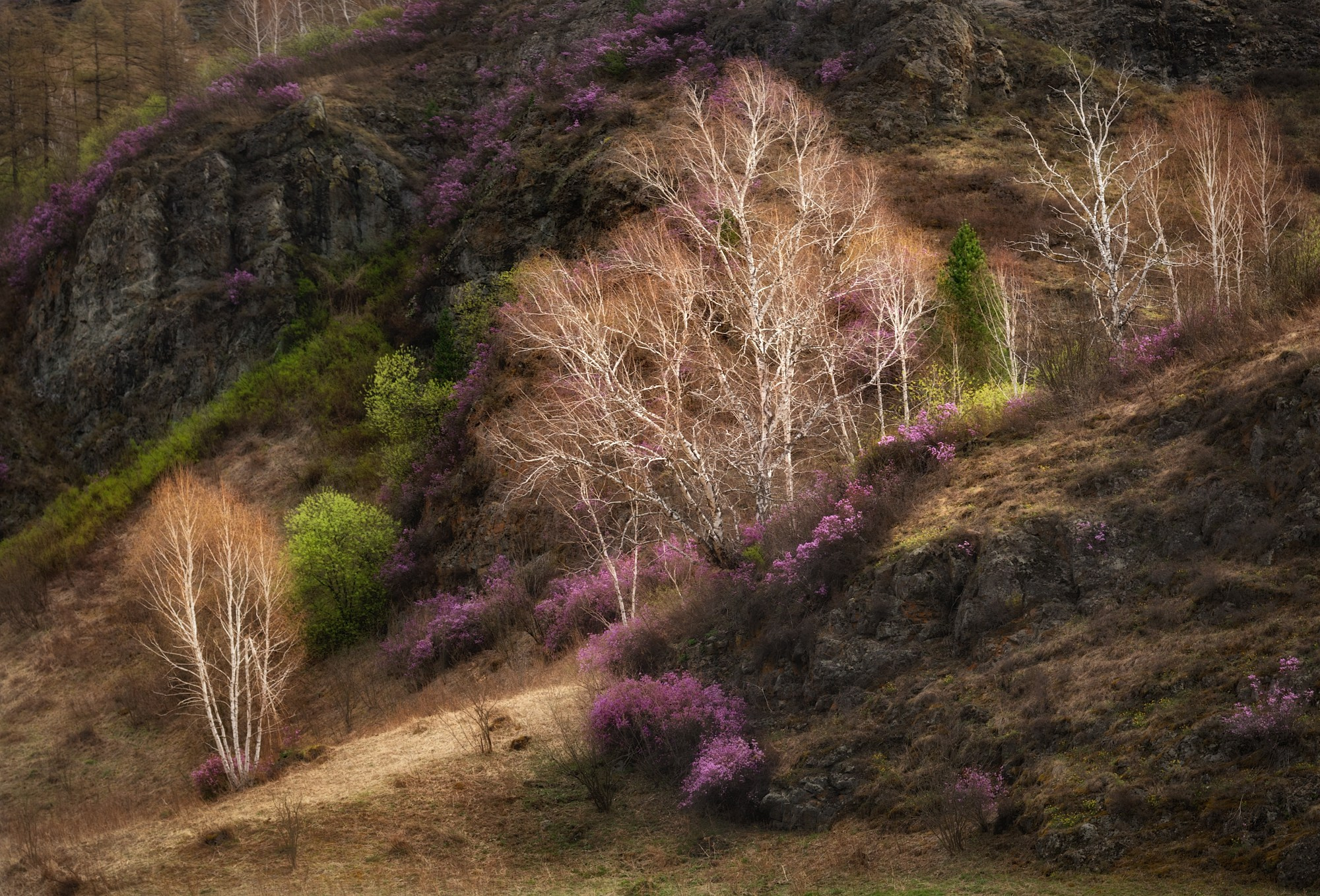 Поступь весны. Чемальский район, апрель 2024