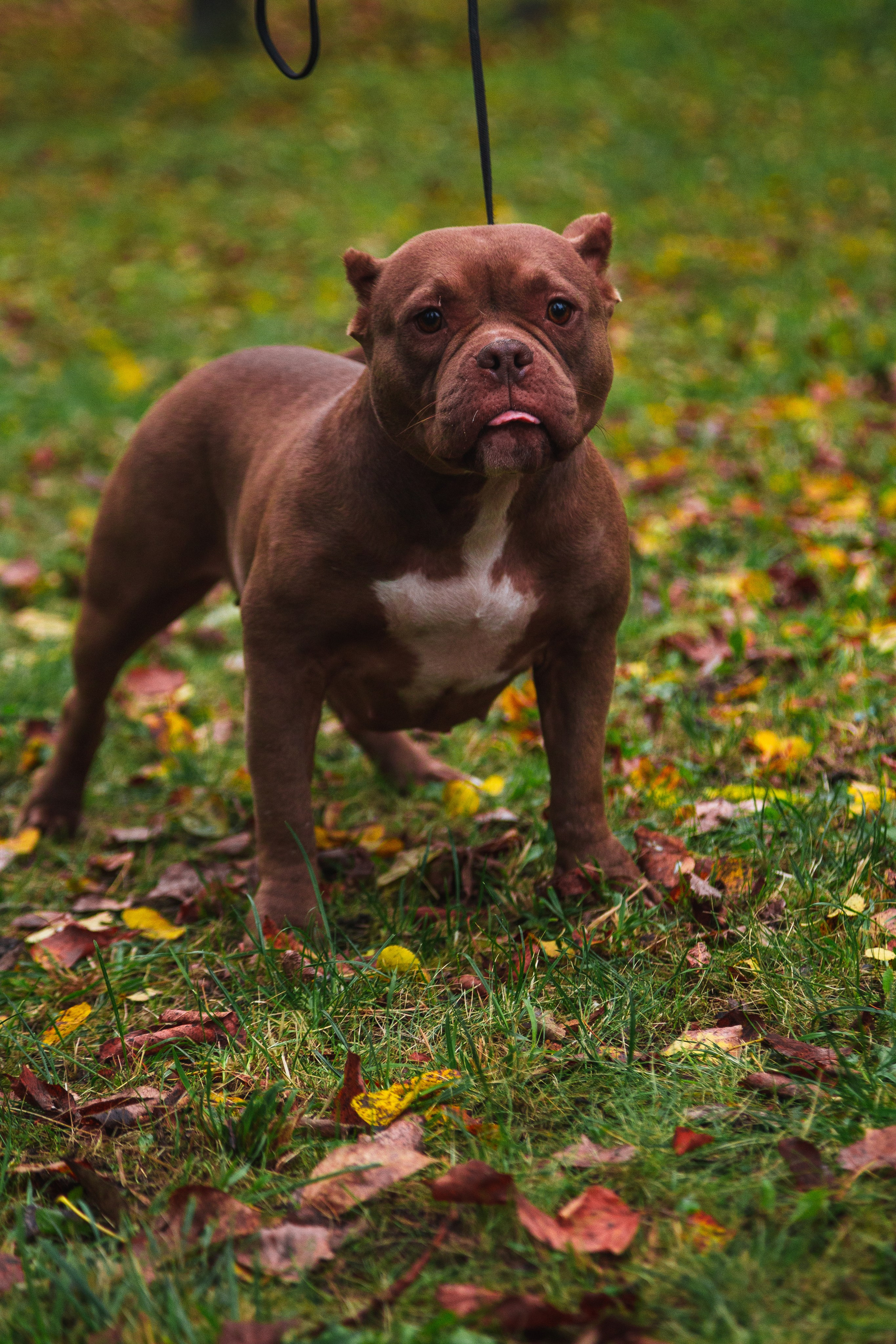 Съемка питомцев. ГЛАЗА РАЗБЕГАЮТСЯ