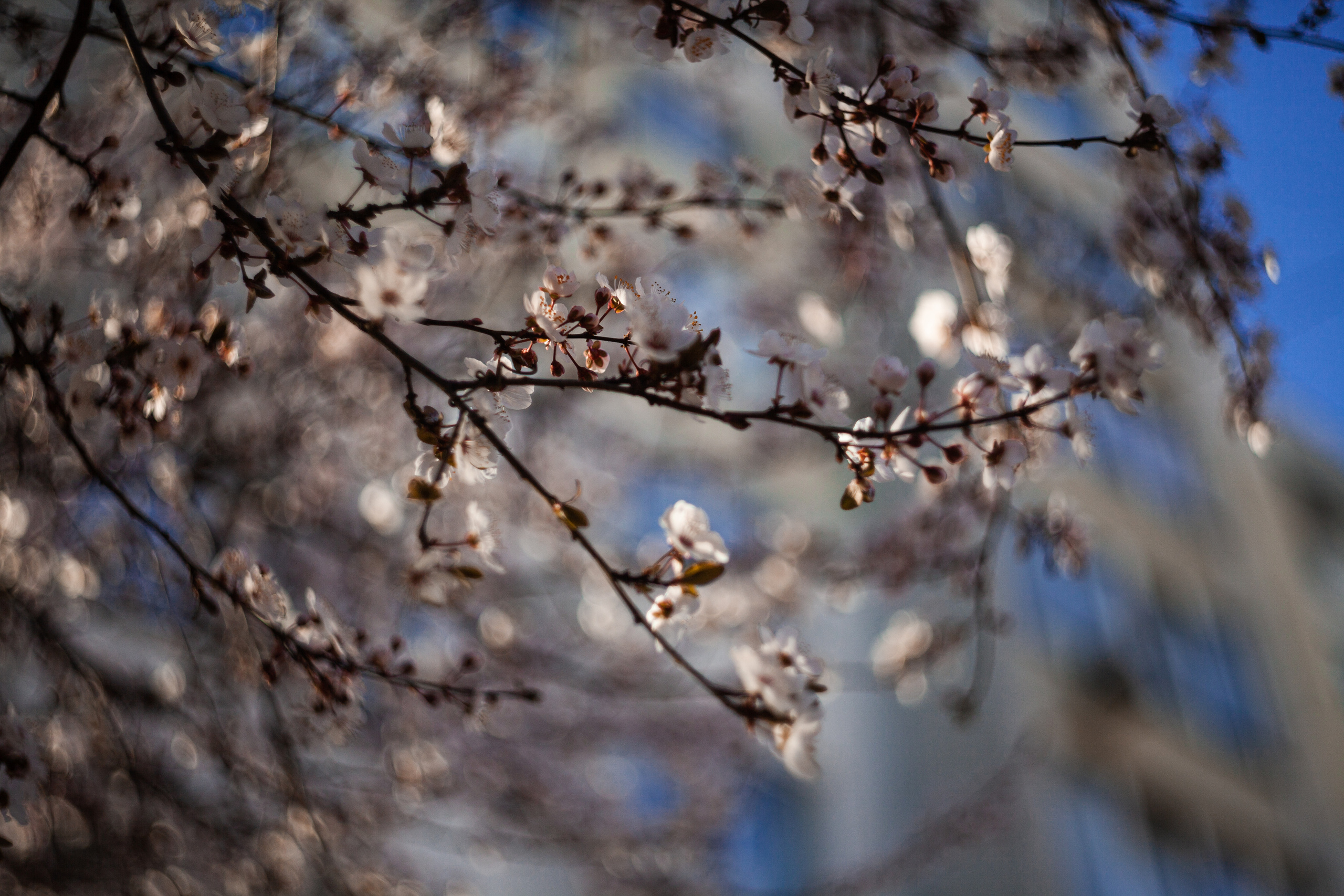 Природа. Χελιδόνι Семейный и церковный фотограф в Крыму и Симферополе Валерия Г