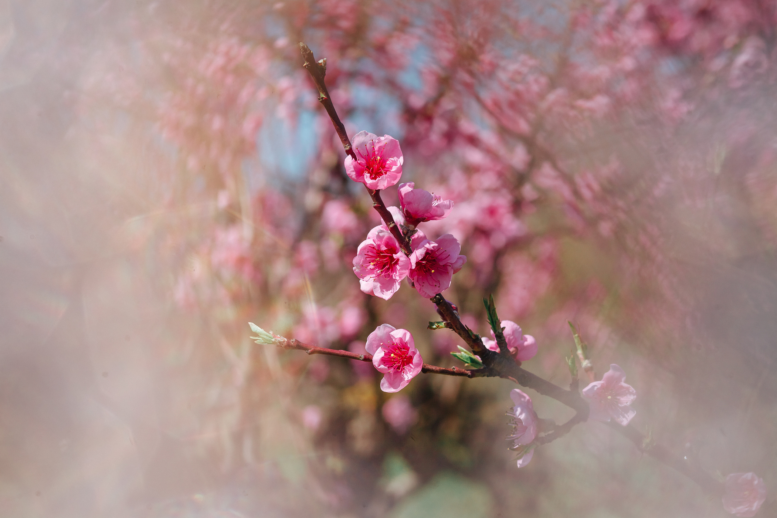 Природа. Χελιδόνι Семейный и церковный фотограф в Крыму и Симферополе Валерия Г