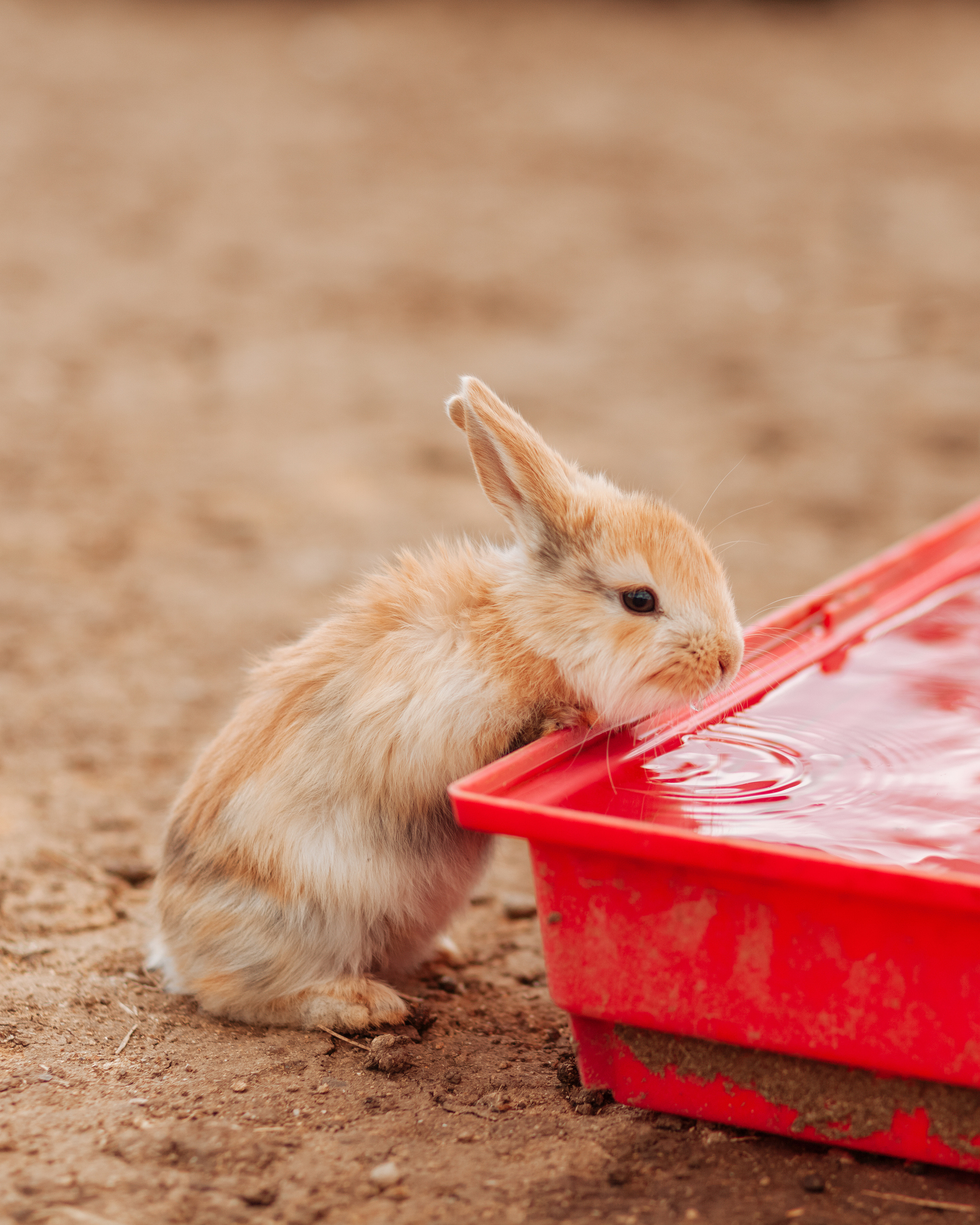 В деревне =). Χελιδόνι Семейный и церковный фотограф в Крыму и Симферополе Валерия Г