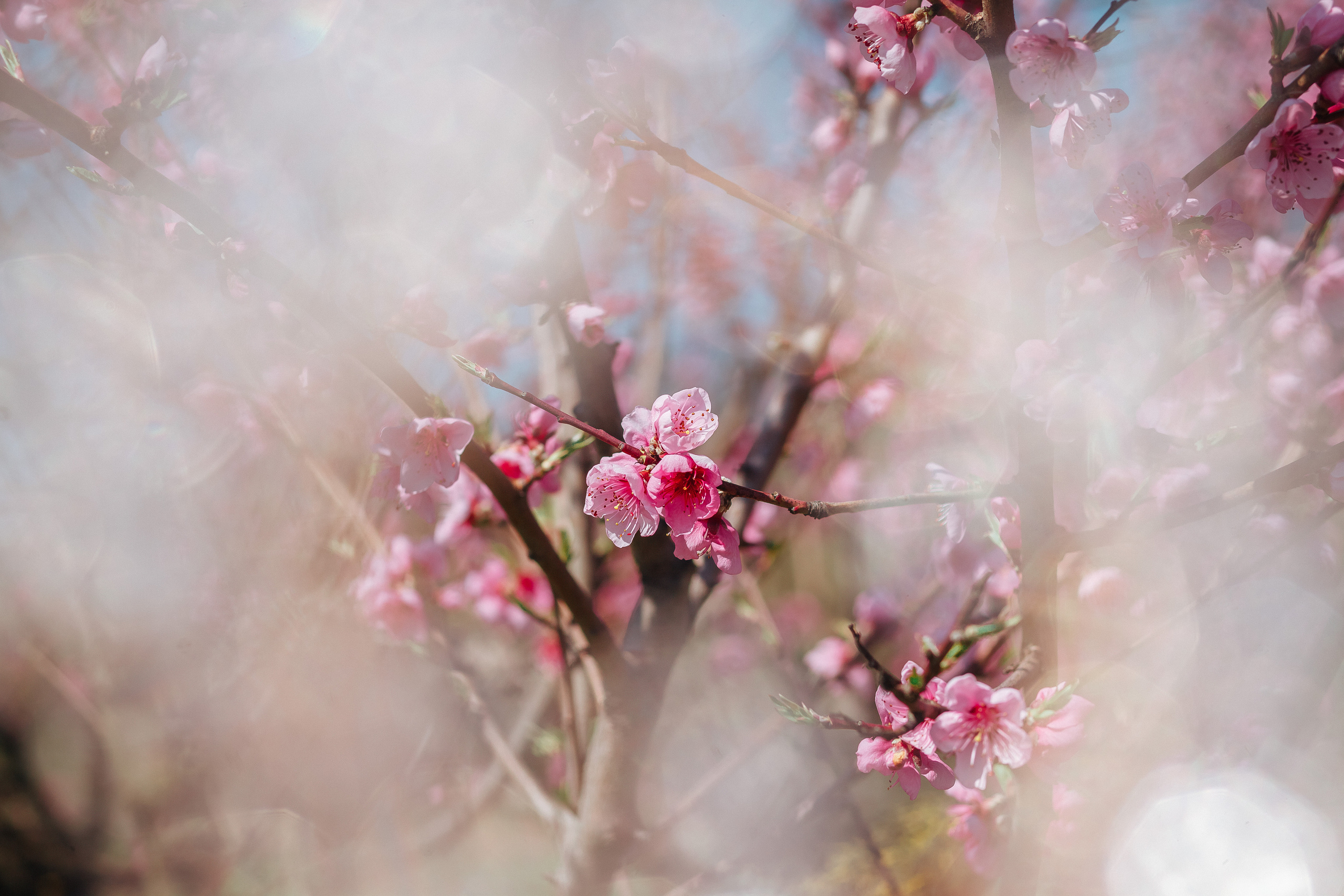 Природа. Χελιδόνι Семейный и церковный фотограф в Крыму и Симферополе Валерия Г