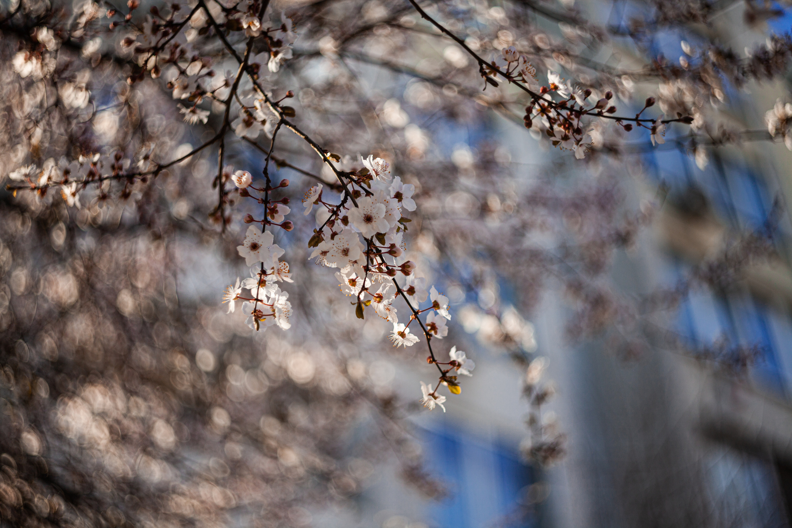 Природа. Χελιδόνι Семейный и церковный фотограф в Крыму и Симферополе Валерия Г