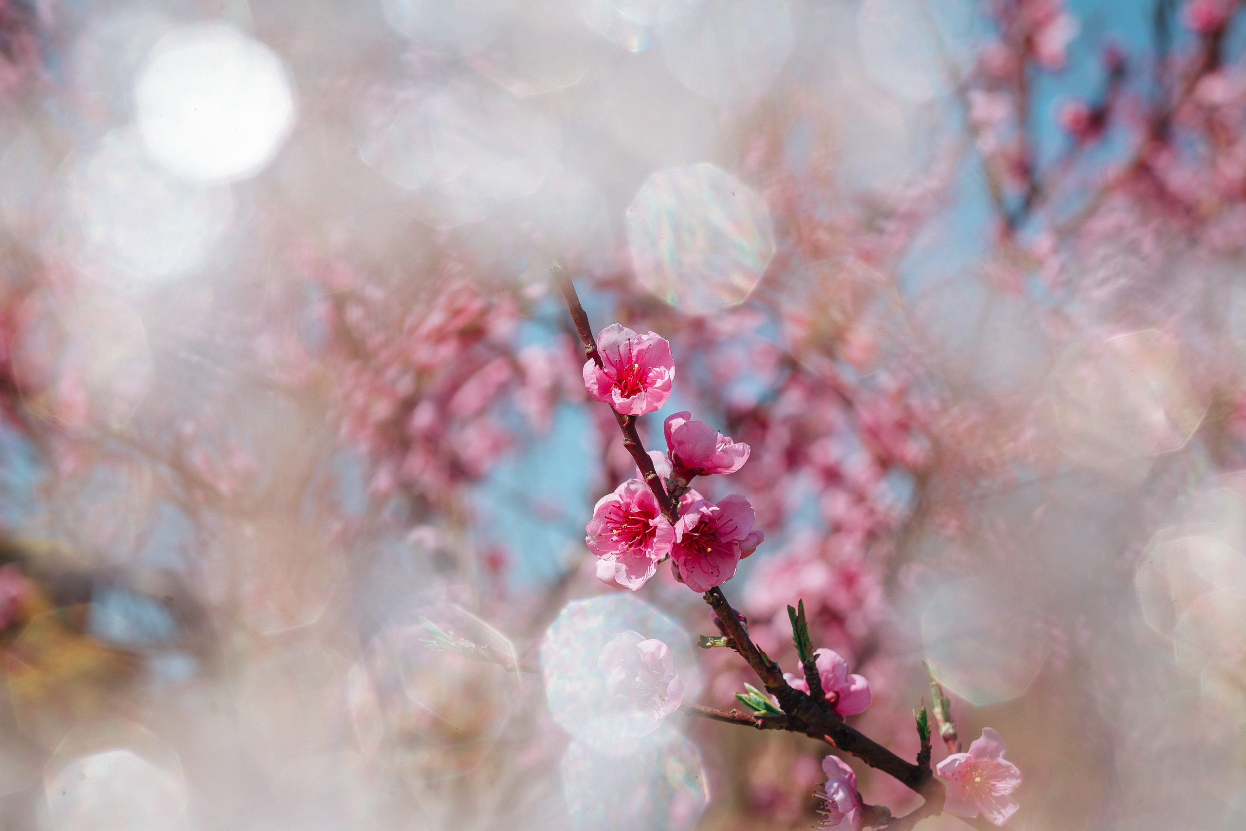 Природа. Χελιδόνι Семейный и церковный фотограф в Крыму и Симферополе Валерия Г