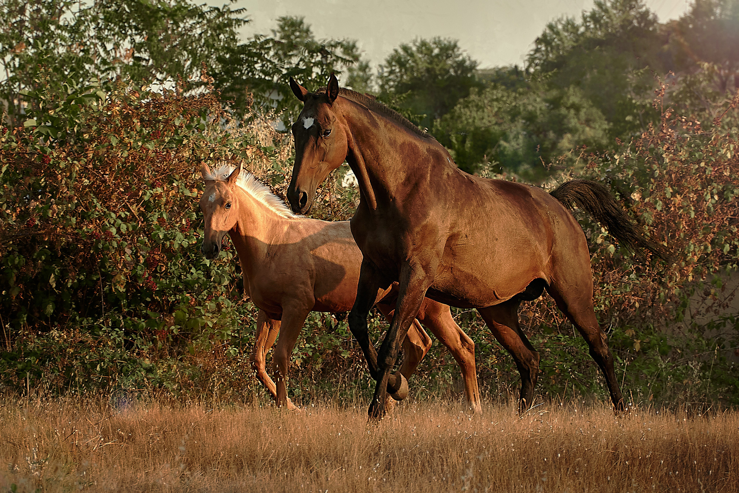 Чако-Эль. Фотограф в Севастополе