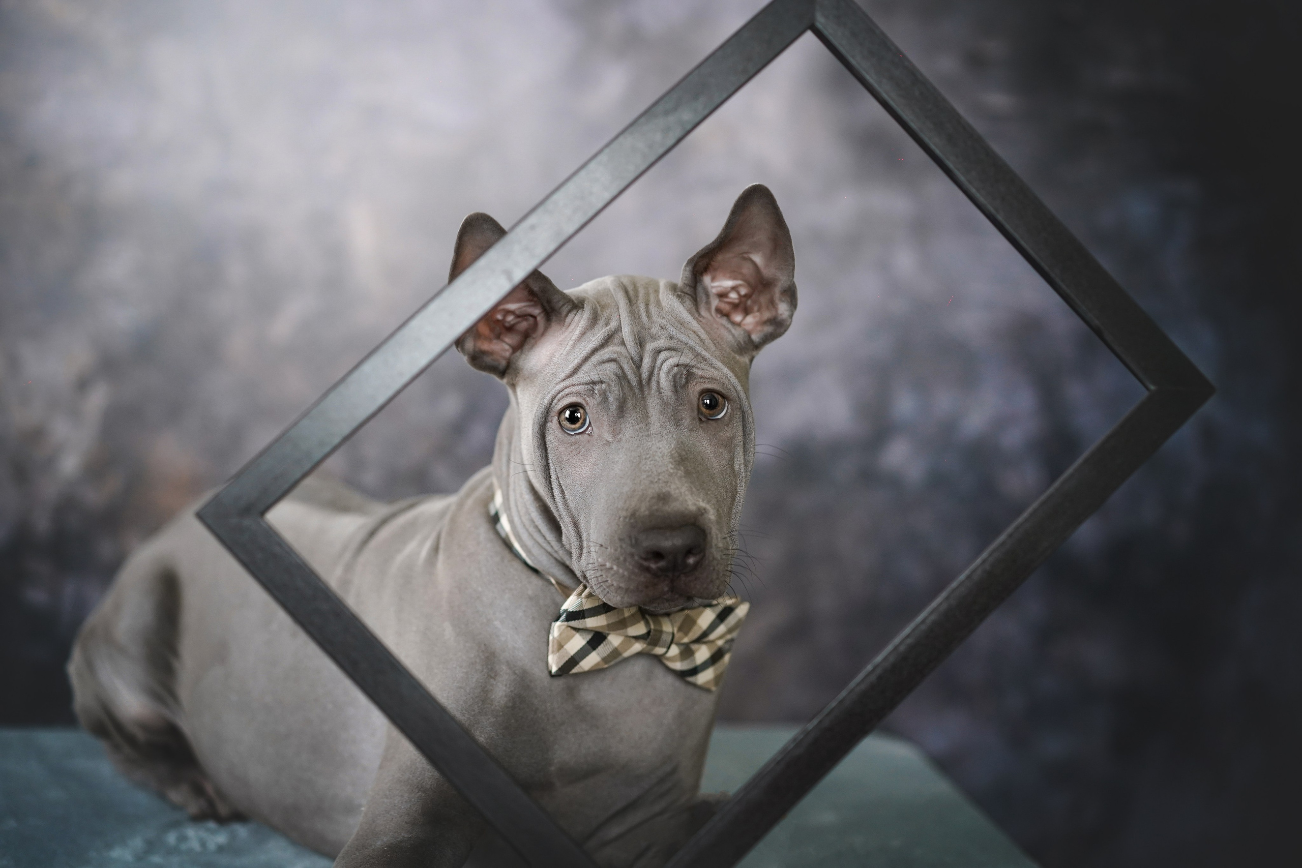 Щенки тайского риджбека. Фотограф-анималист в Санкт-Петербурге Яна Мартынова