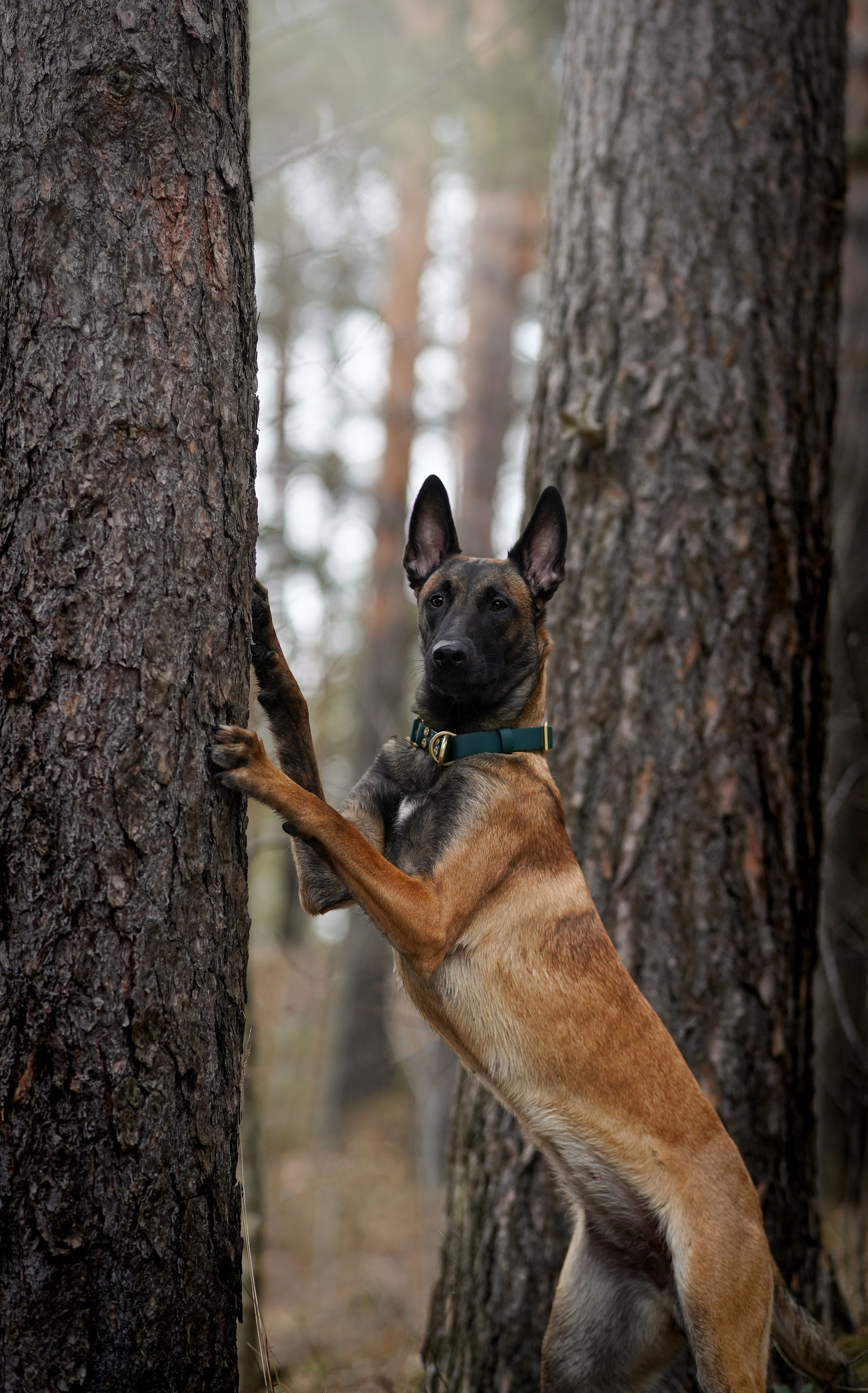 Панда и Эста. Фотограф-анималист в Санкт-Петербурге Яна Мартынова