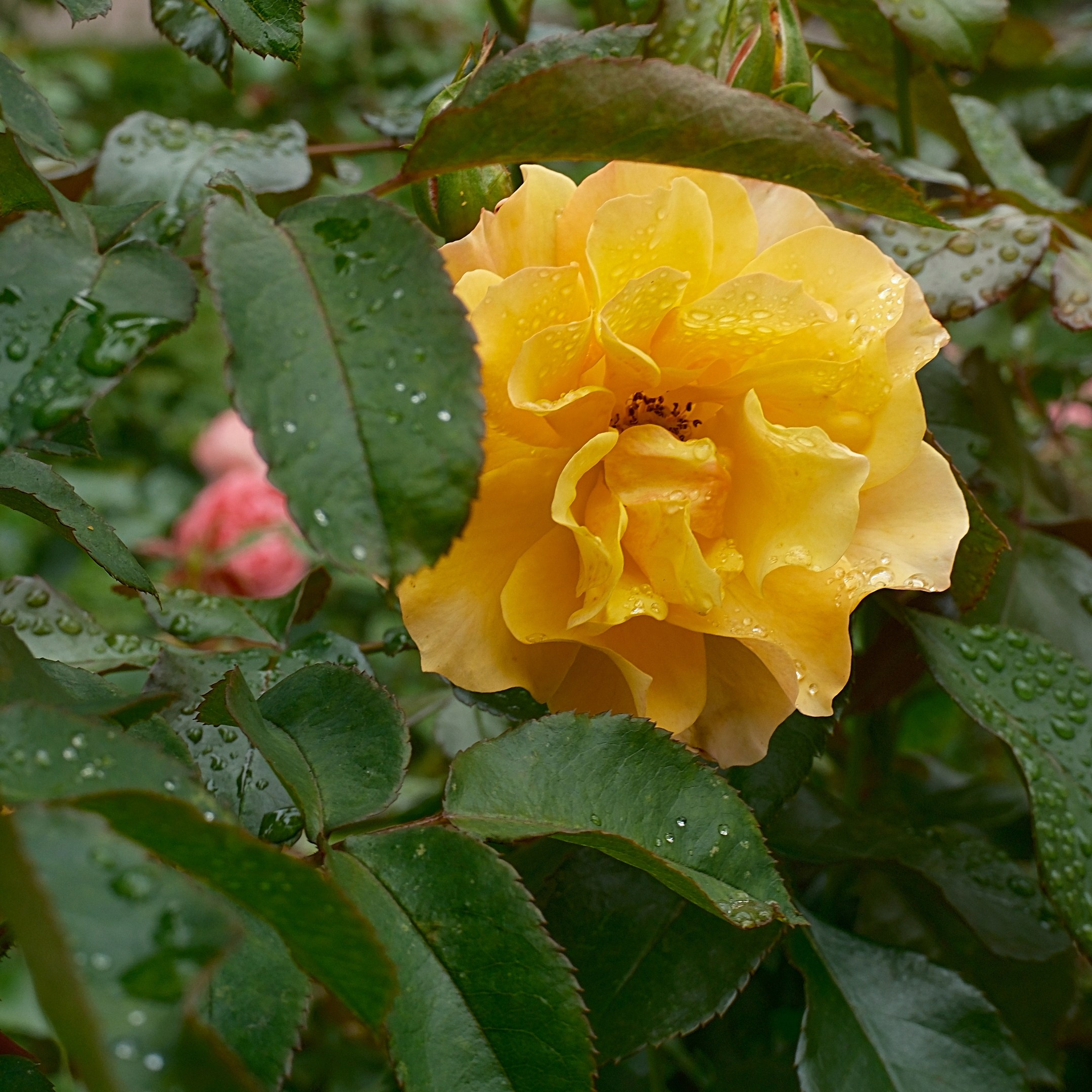 Август 2025. Улица, люди, жизнь…