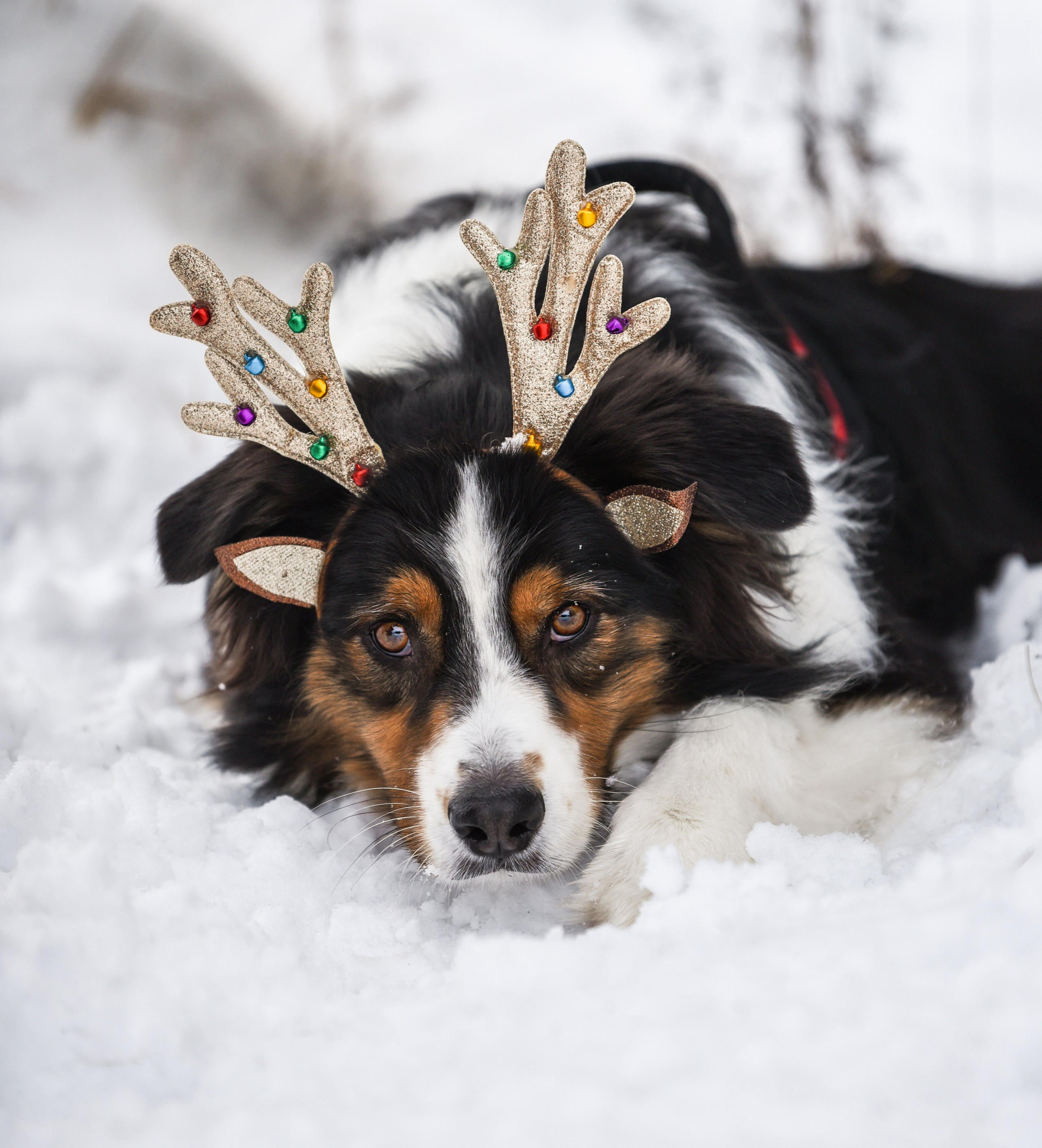 Портфолио. Фотограф-анималист в Екатеринбурге Марина Шишкина