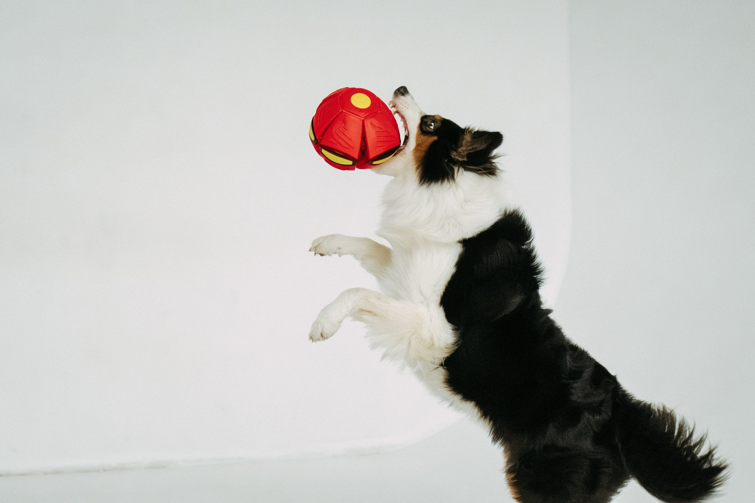 Мячи-попрыгуны. Фотораф — анималист Мария Шистка