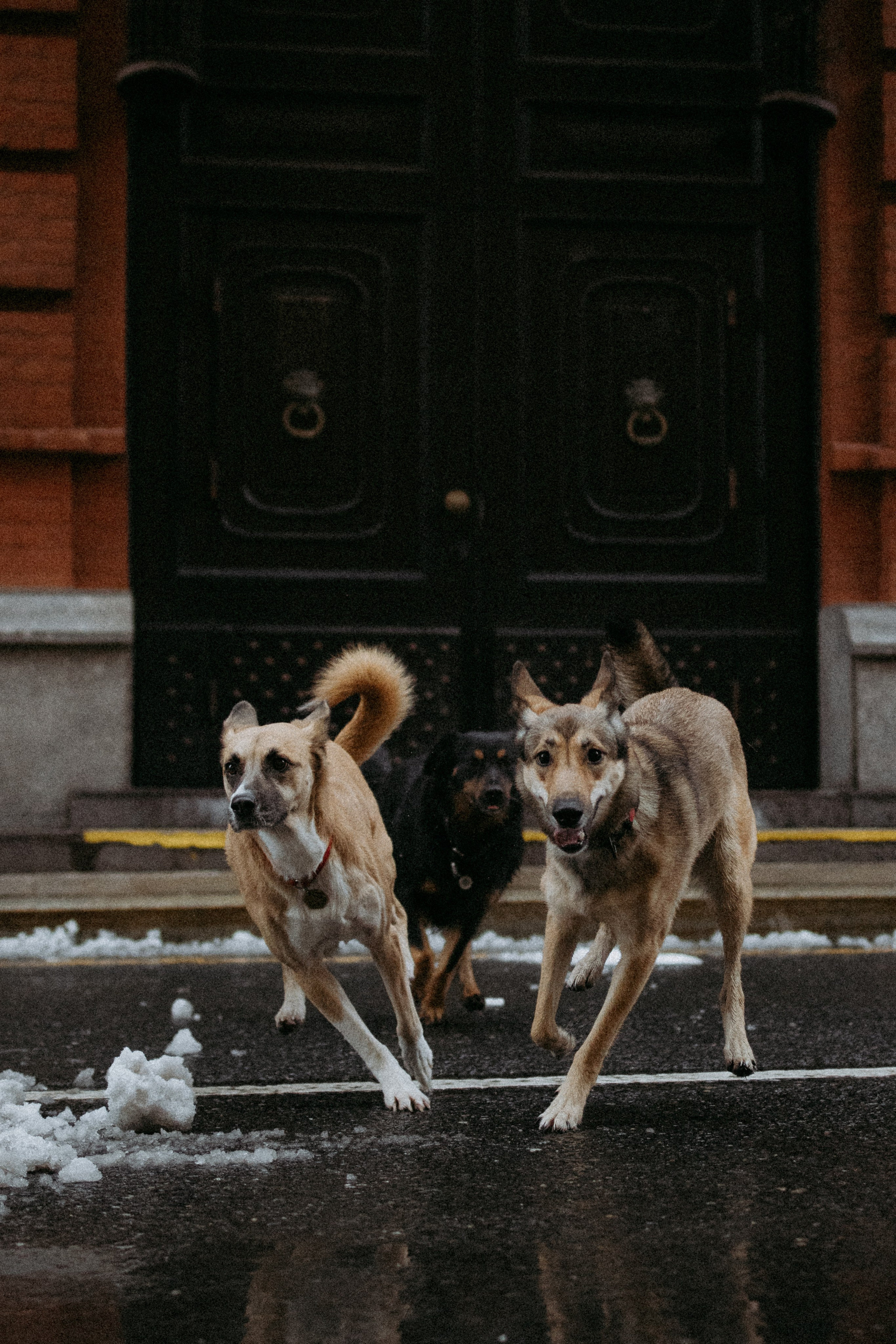 Саша, Ксюша и их банда. Фотораф — анималист Мария Шистка