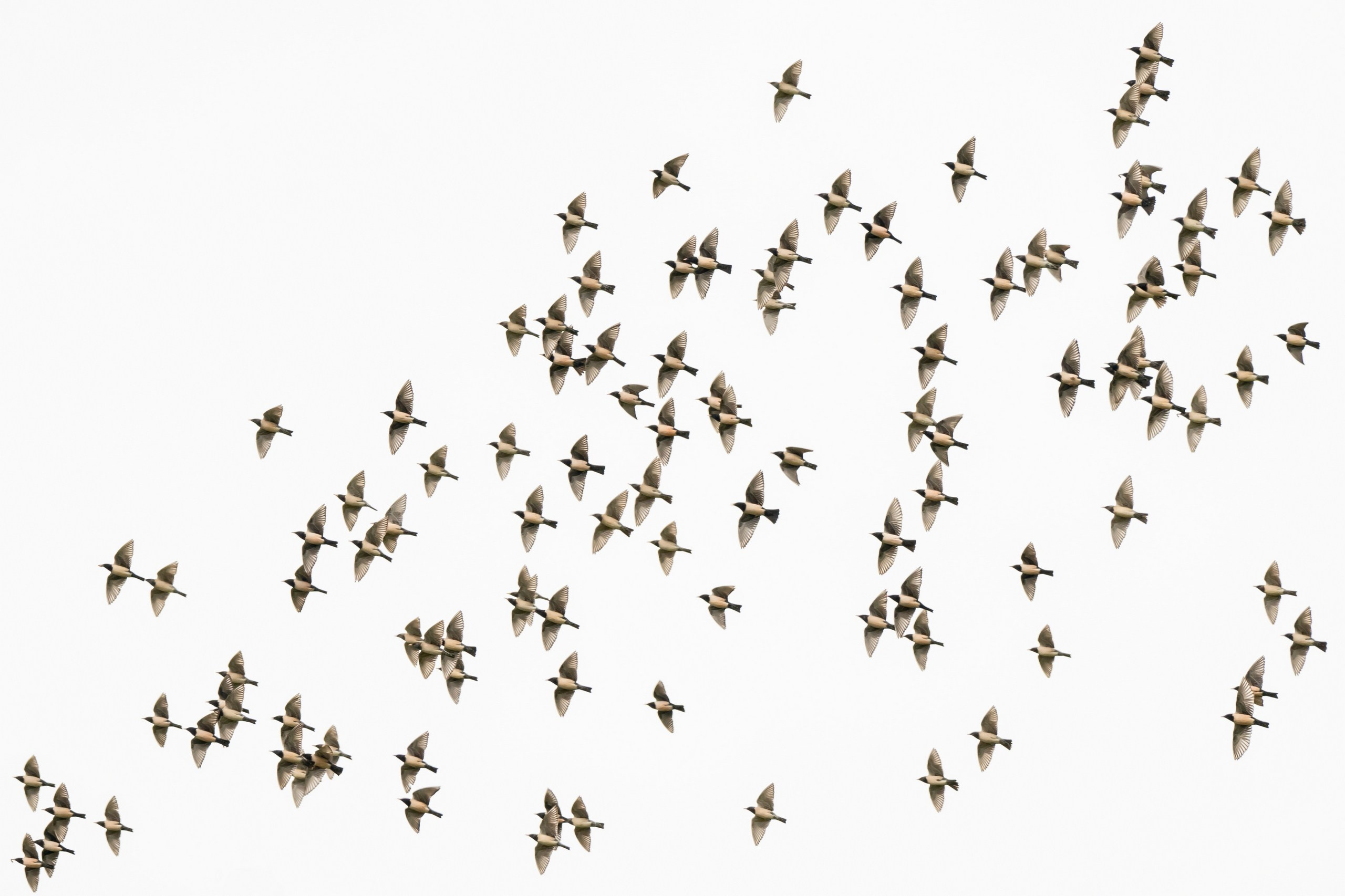 Дикая природа Дагестана. Май 2025 г. Foto-Zuev фотография как искусство