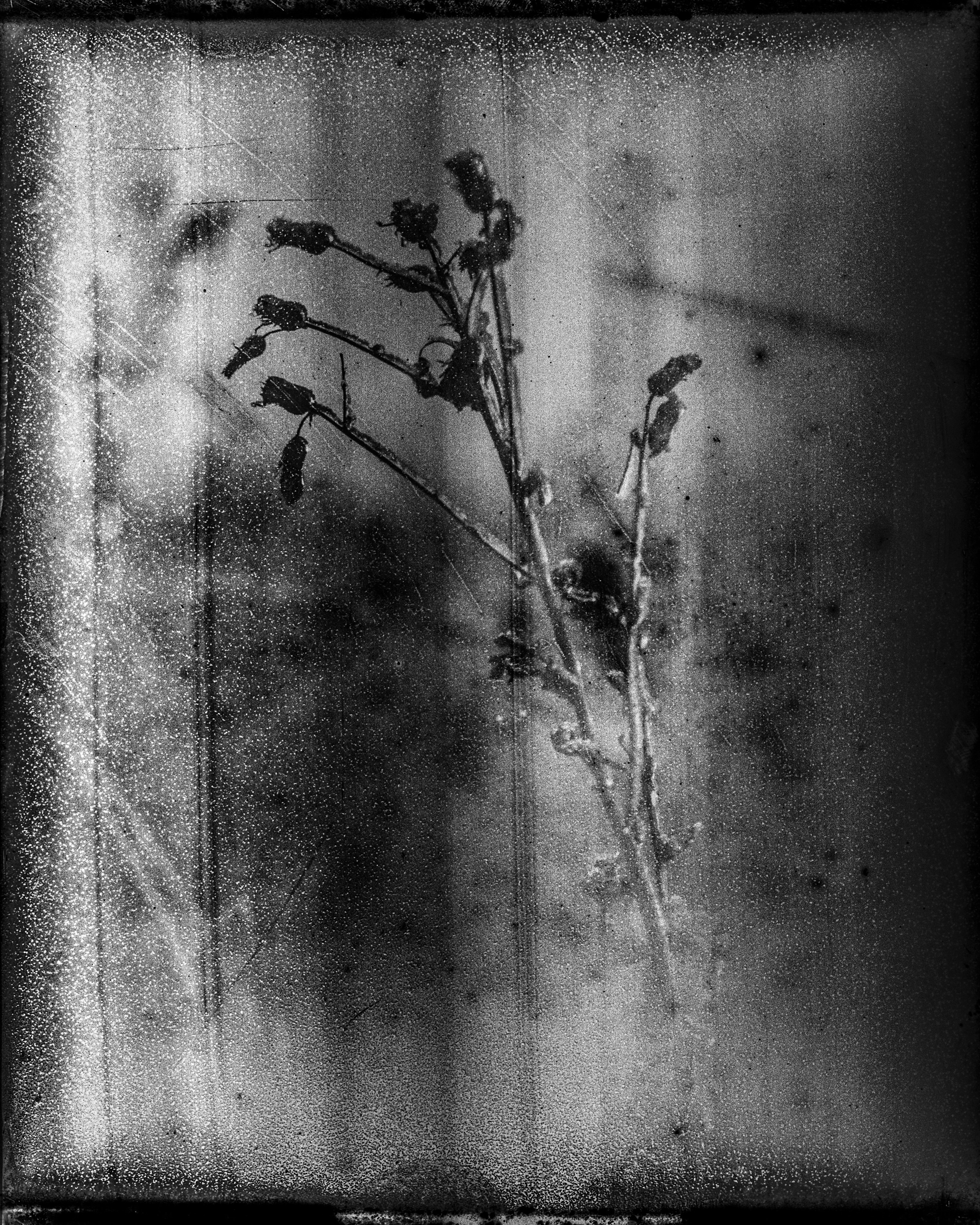 Glass plates. Darkroom aesthetics