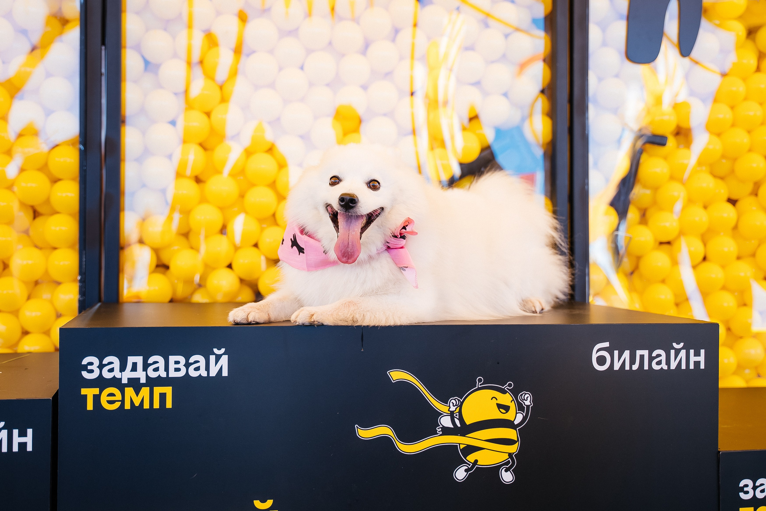 Билайн. Павел Краснов — Свадебный и репортажный фотограф в Москве