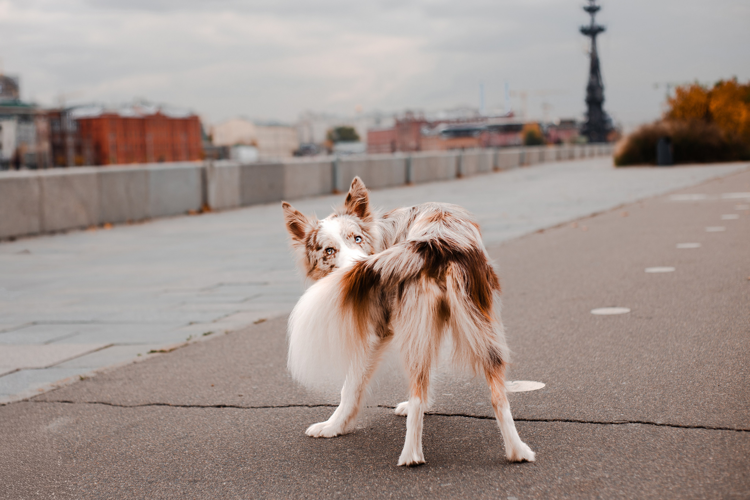 Мария и Утопия. Фотограф-анималист Мария Баркевич | Москва