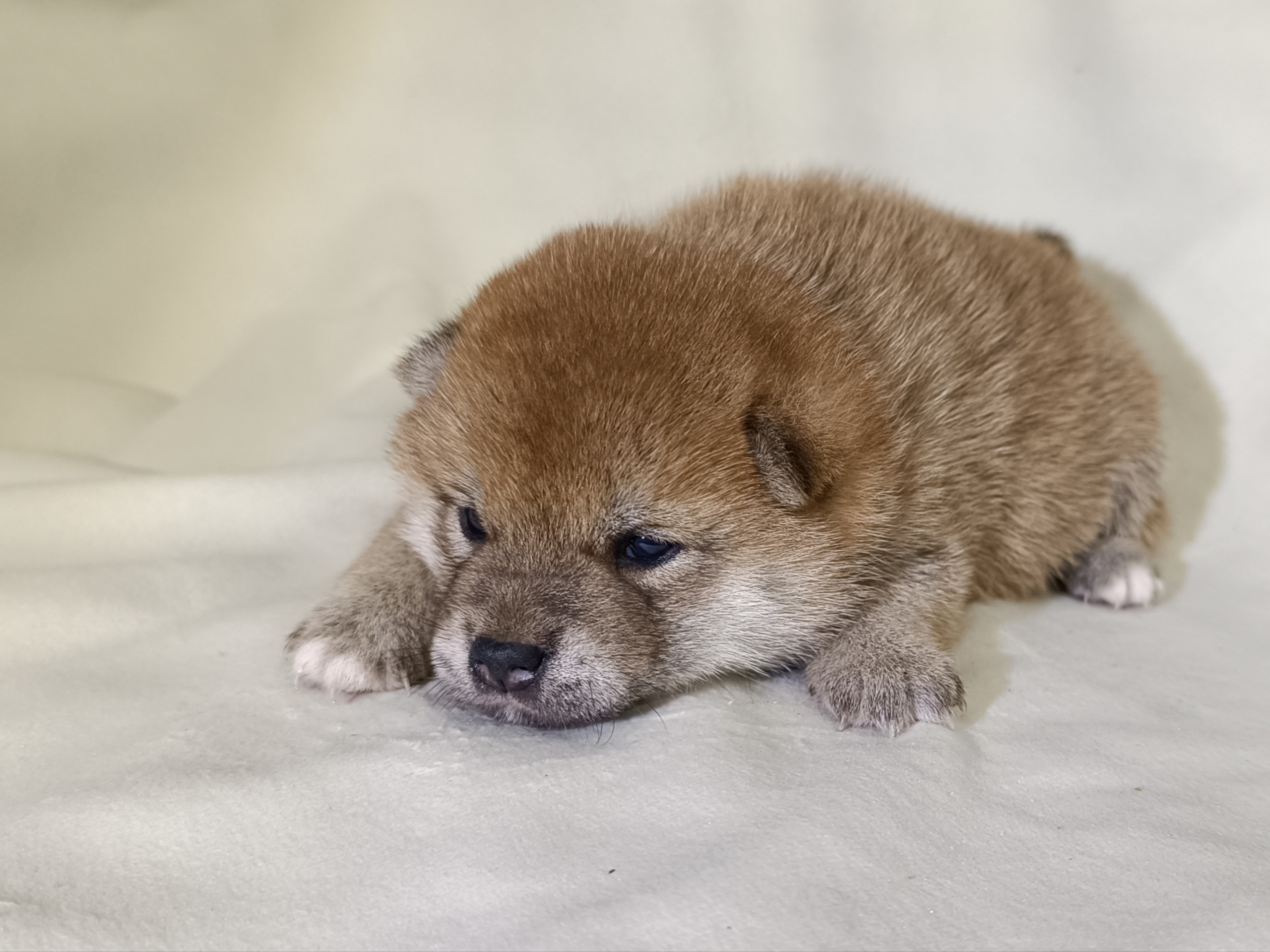 сиба питомник Рубилайт щенки на продажу rubylight  сиба щенки купить СПб Санкт-Петербург 