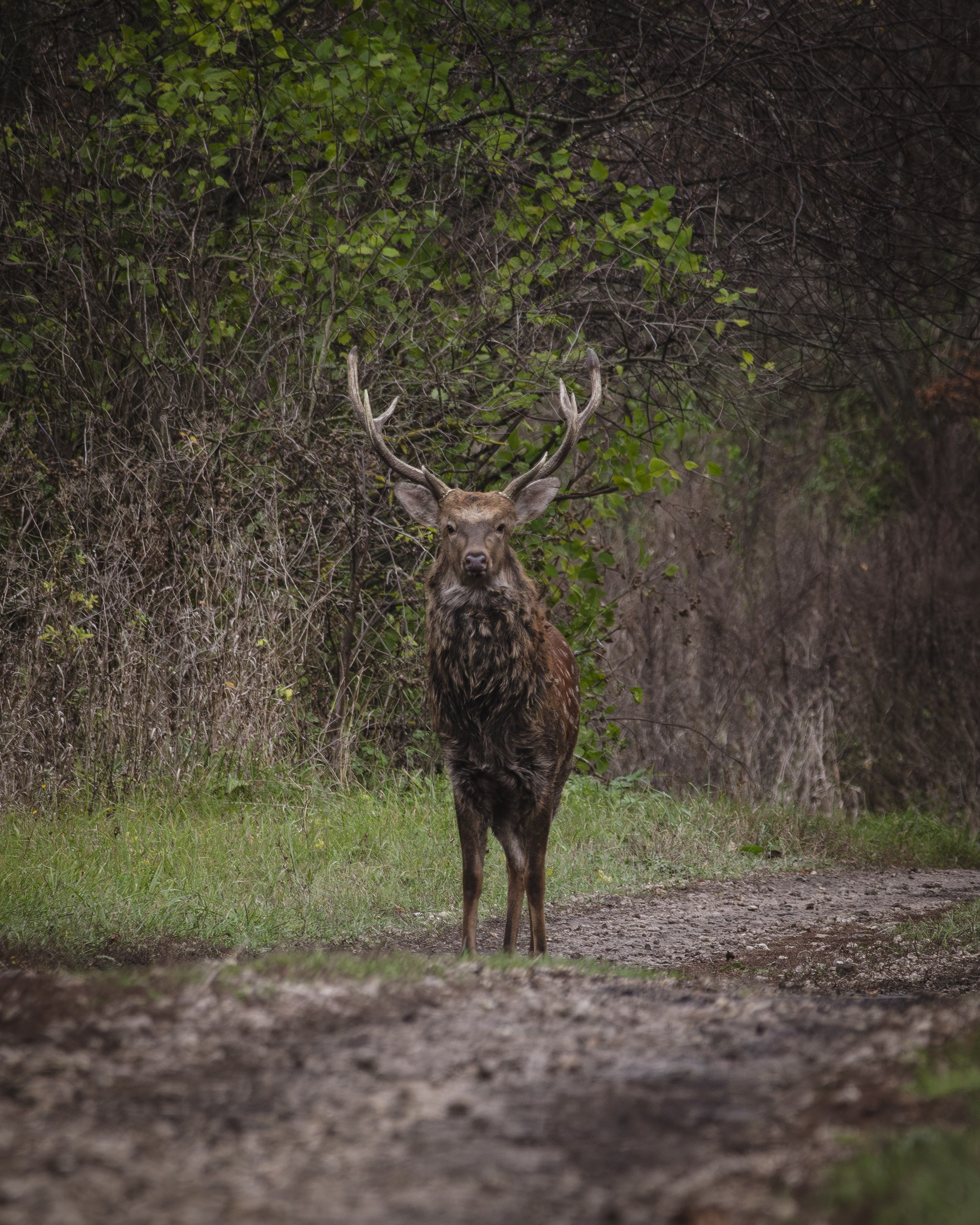 Lipetsk 2024. Anton Chernov | Wildlife photographer