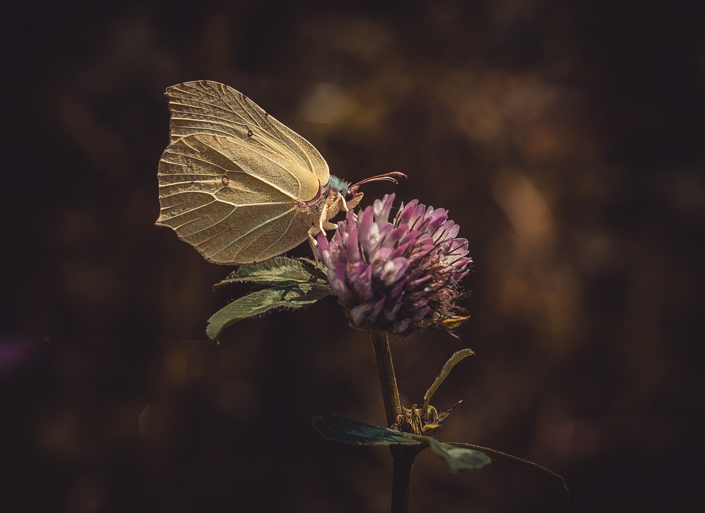 Макро. Приходской фотограф и педагог Екатерина Ивлянова