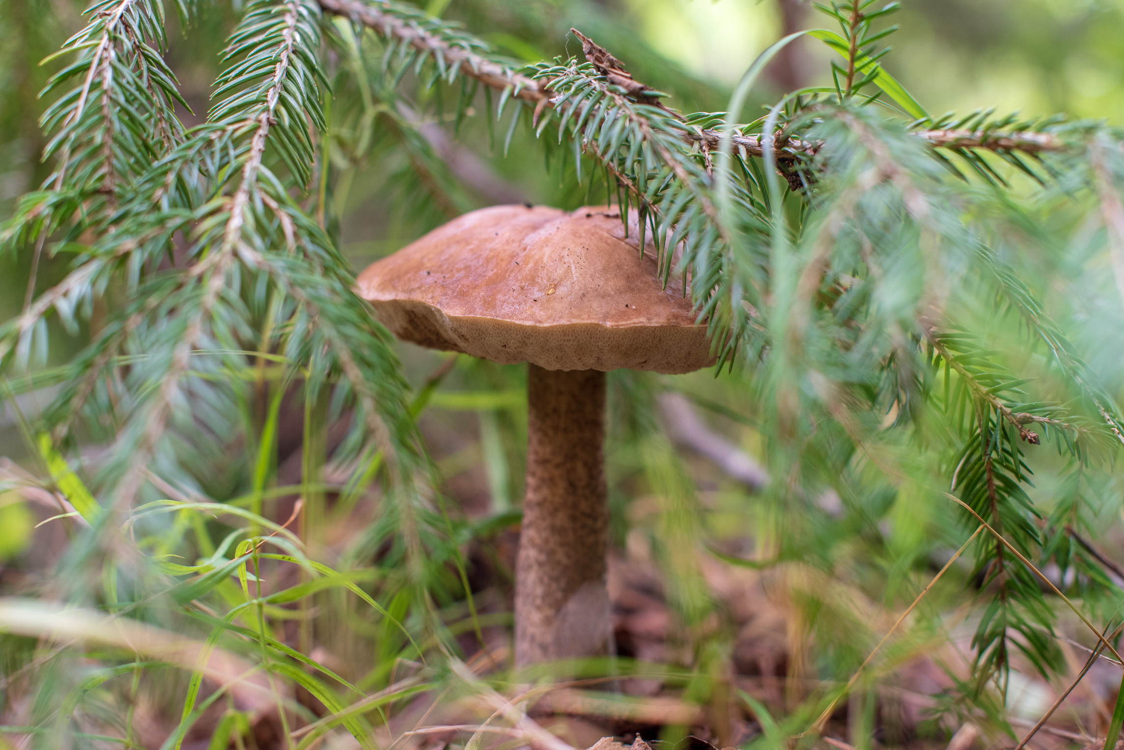 Макро. Приходской фотограф и педагог Екатерина Ивлянова