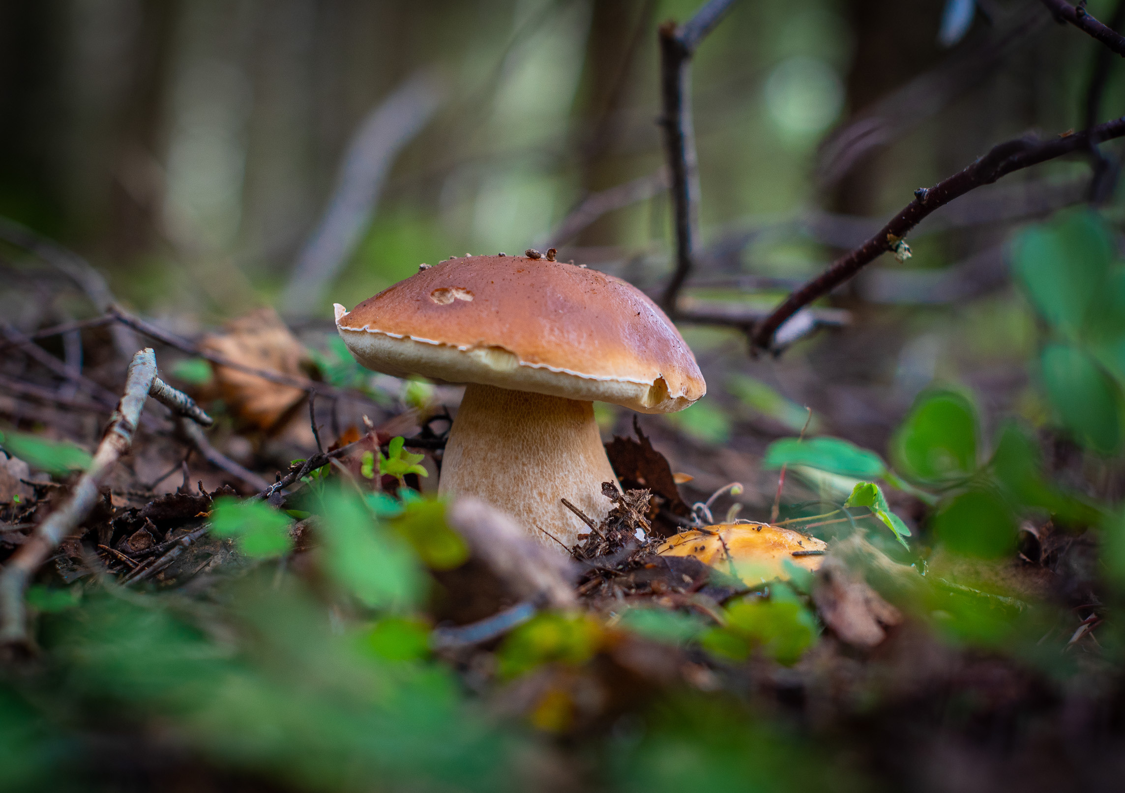 Макро. Приходской фотограф и педагог Екатерина Ивлянова