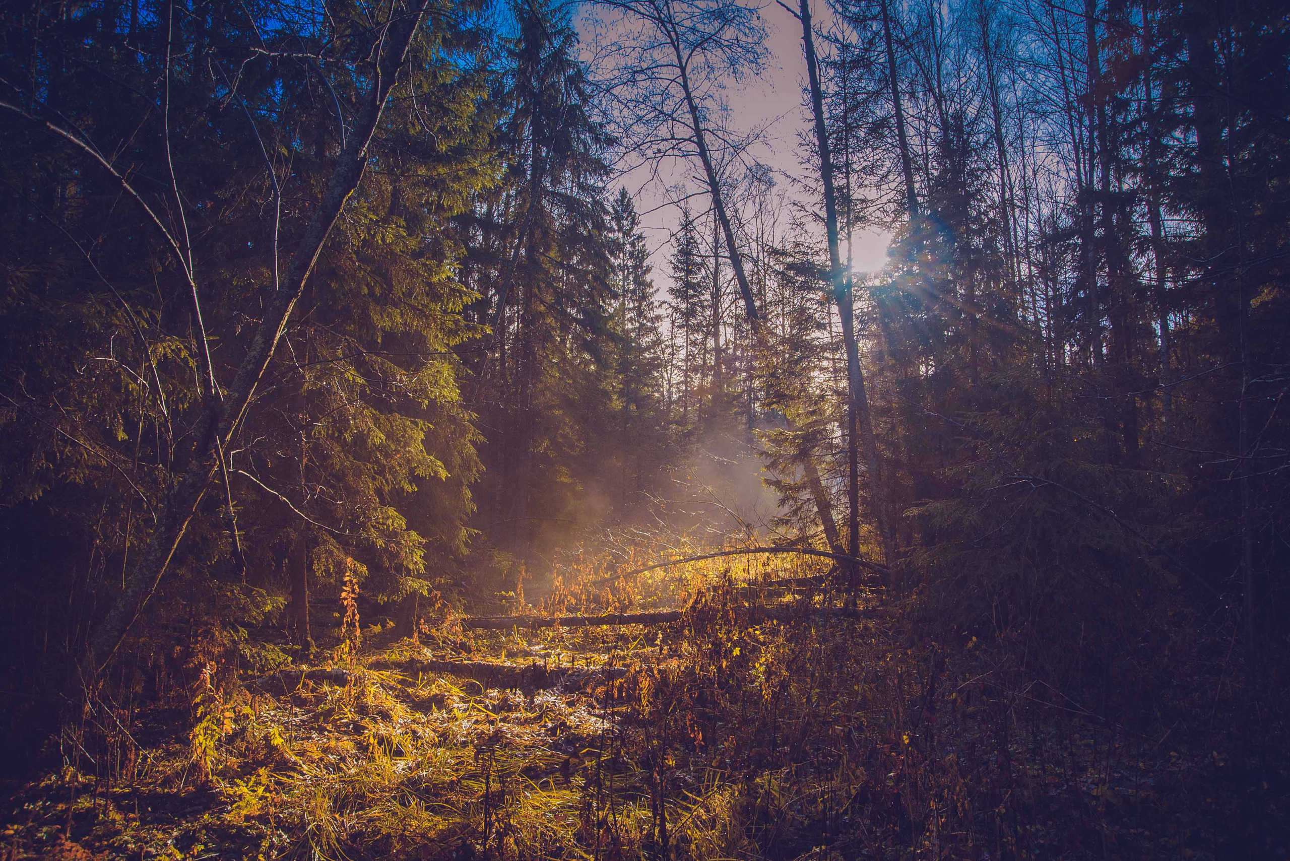 Природа. Приходской фотограф и педагог Екатерина Ивлянова