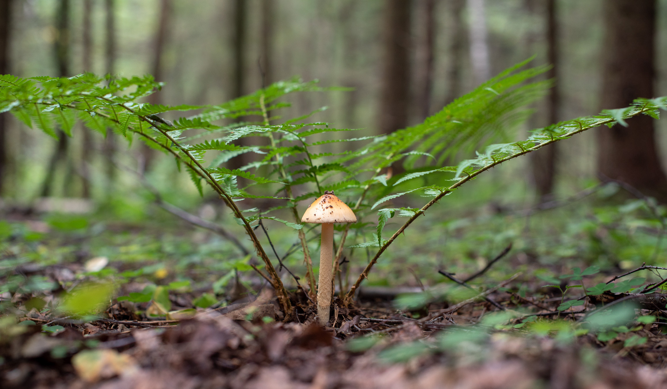 Макро. Приходской фотограф и педагог Екатерина Ивлянова