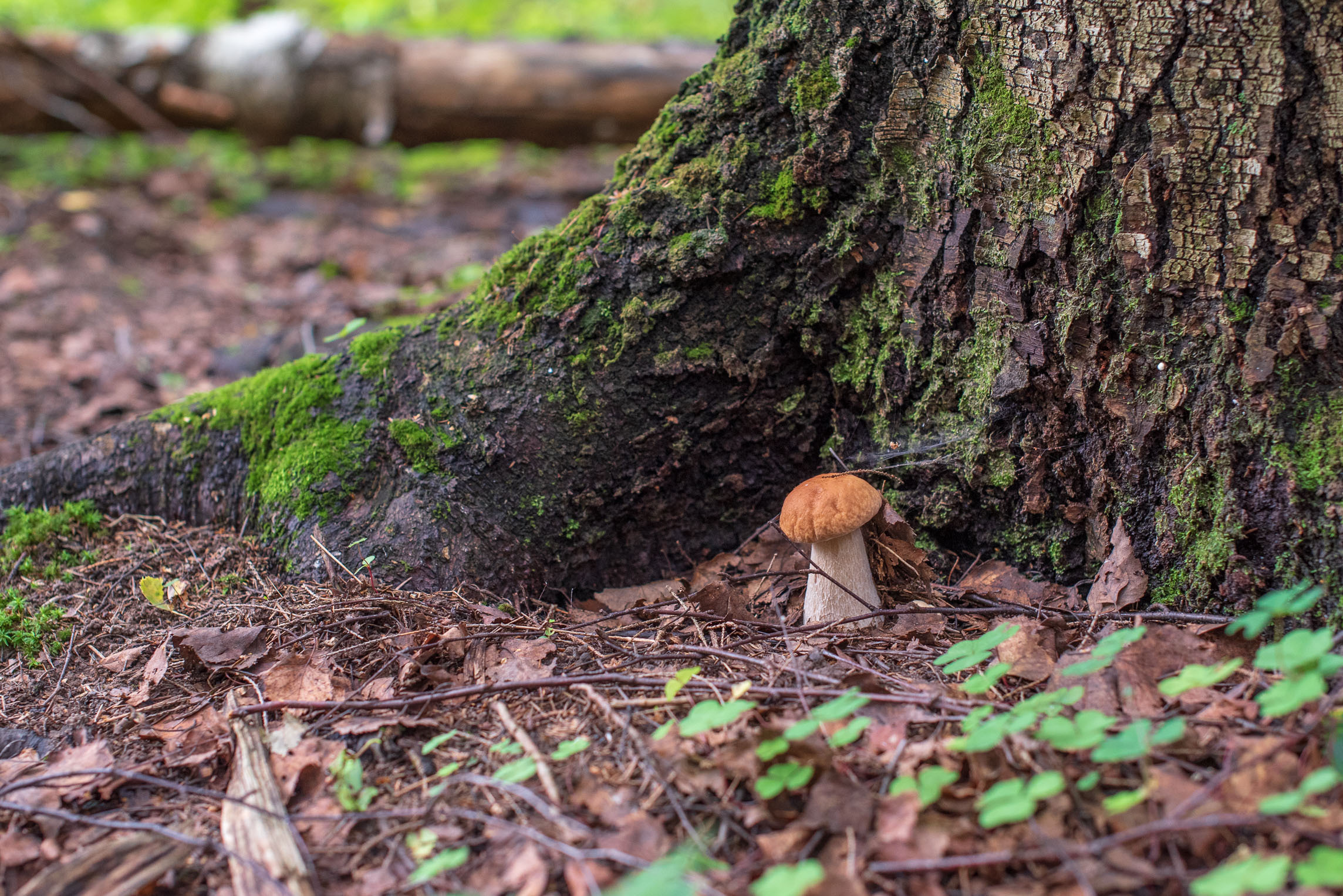 Макро. Приходской фотограф и педагог Екатерина Ивлянова