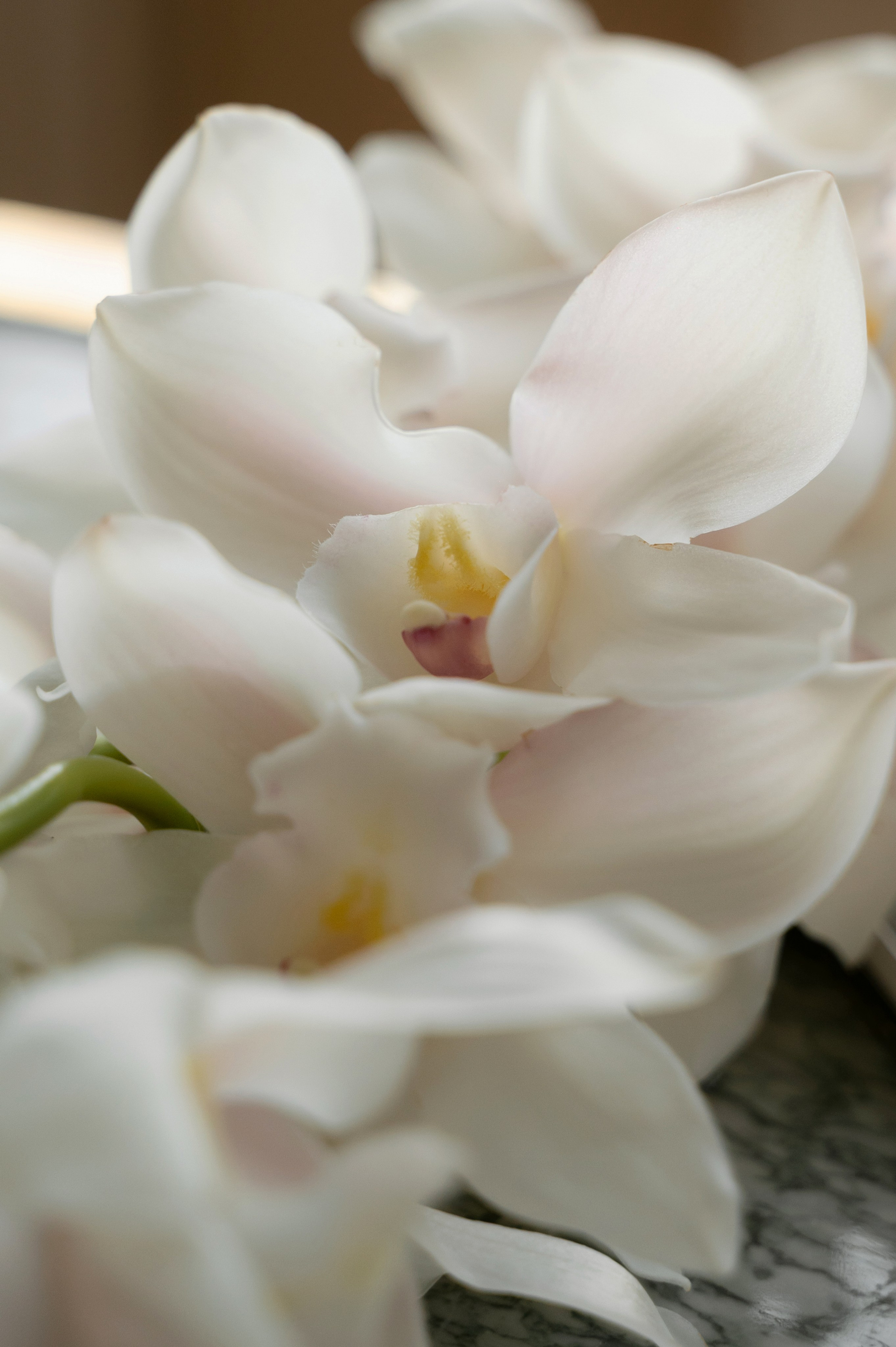 Николай и Екатерина, 2026. Свадебный и портретный фотограф в Липецке Анастасия Ролдугина