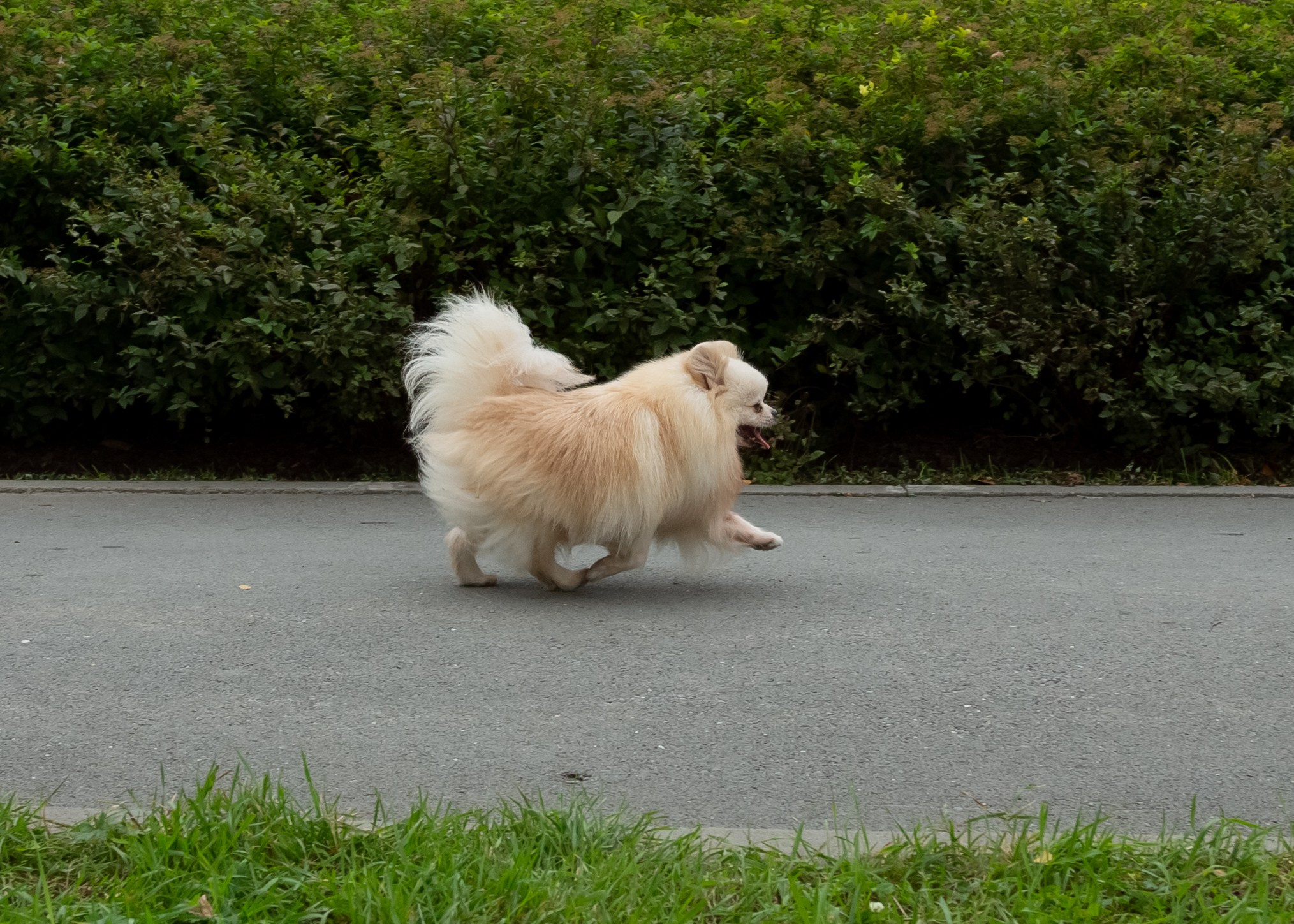 Фотосессия с животными. Фотограф в Барнауле Татьяна Чурикова