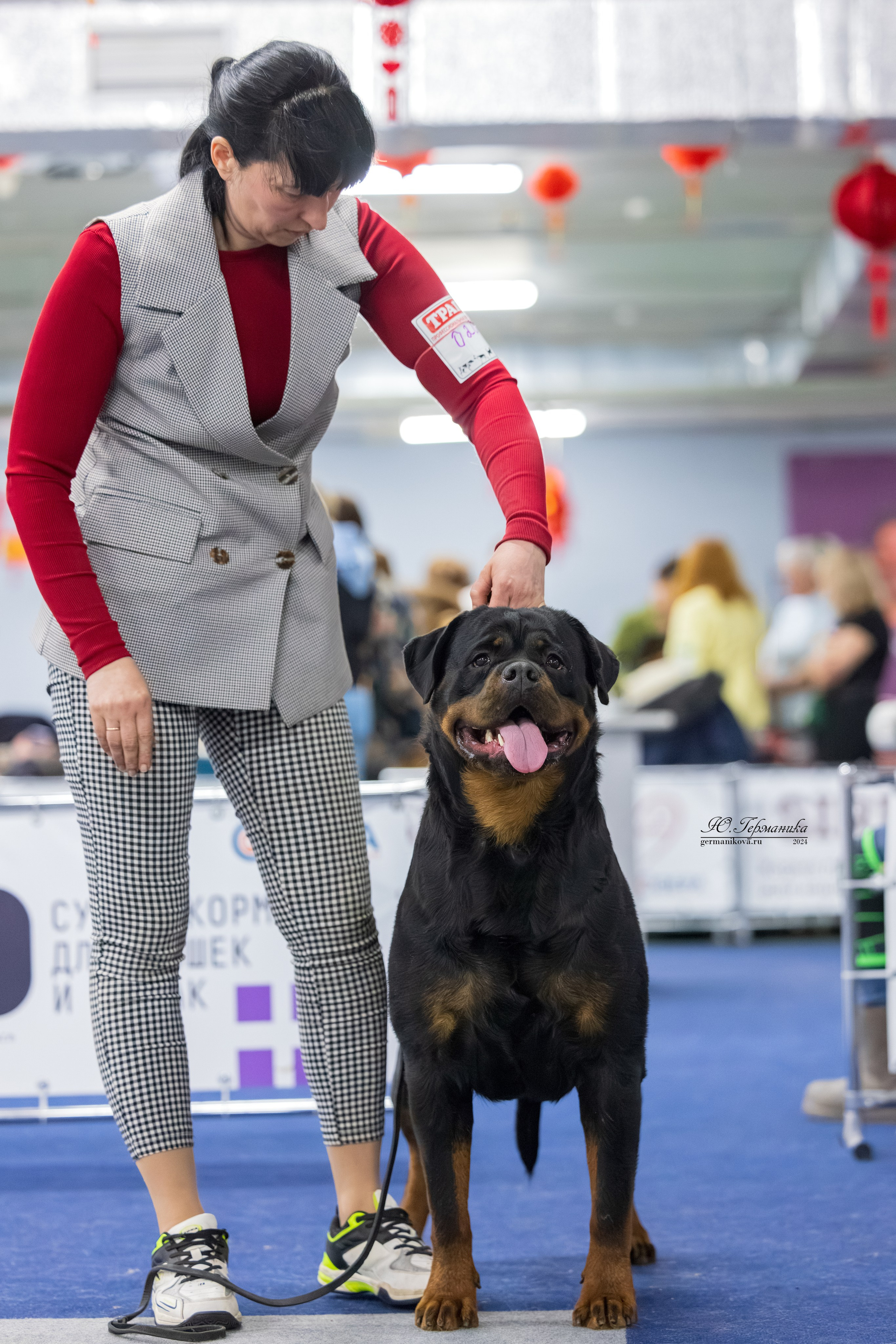 Сфера 08 и 10.03.2024 2хмоно ротвейлеров+2хмоно сао. Фотограф-анималист Юлия Германика