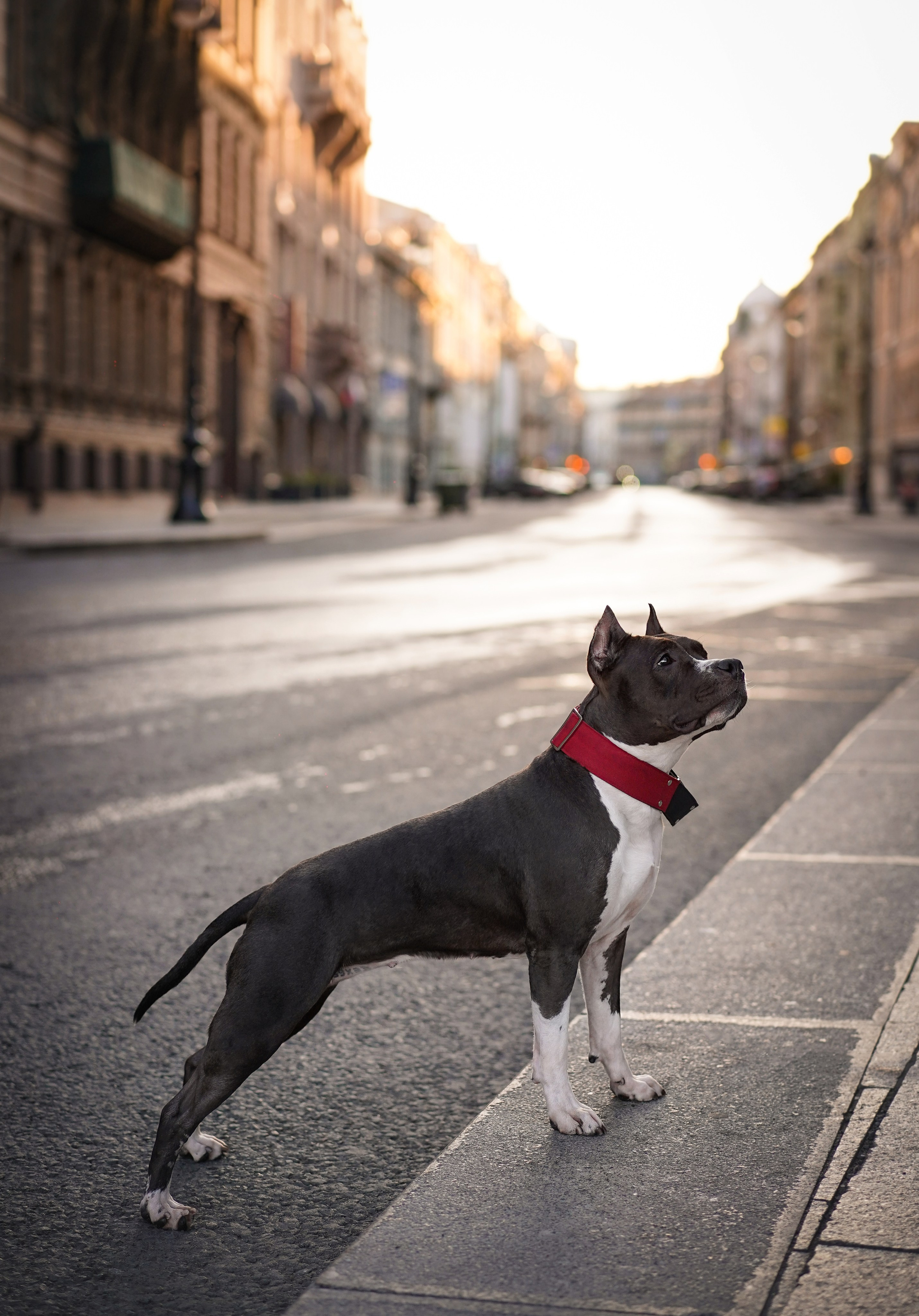 Аня Терентий и Кайли. Фотограф-анималист в Санкт-Петербурге Яна Мартынова