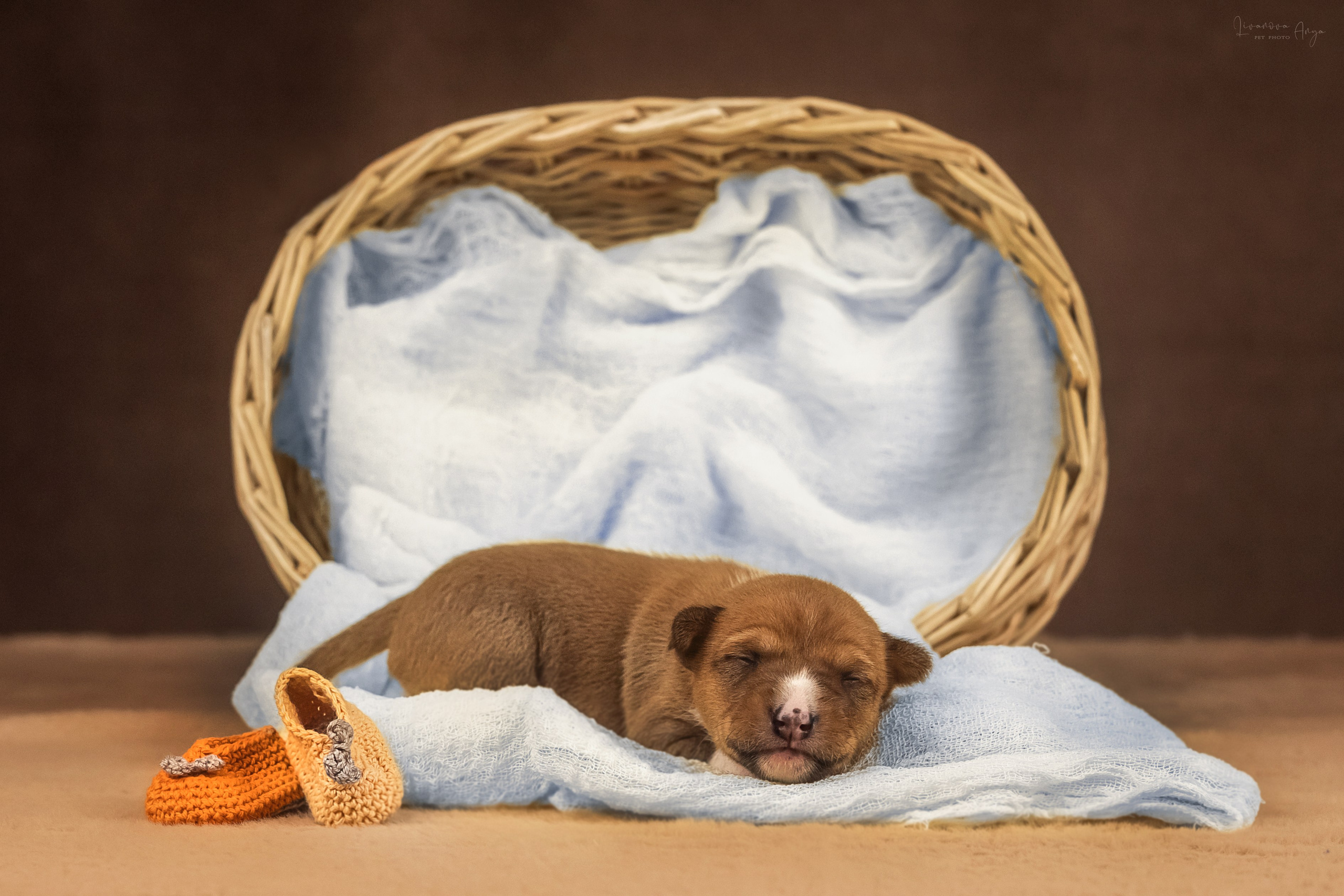 Басеньки. Фотограф анималист Аня Ливанова | Рыбинск