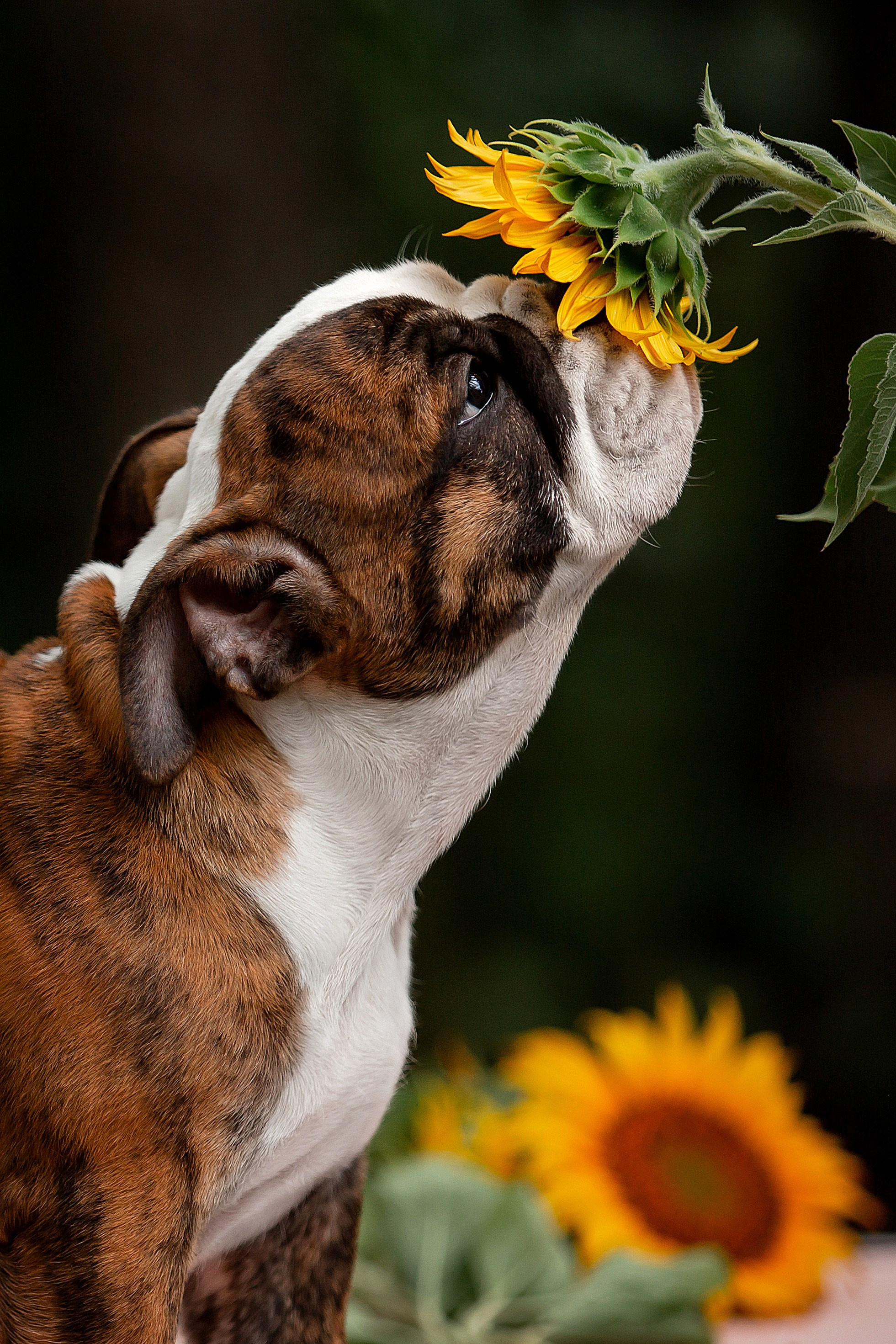Фотосъёмка щенков. Фотограф-анималист в Краснодаре Маша Мельникова