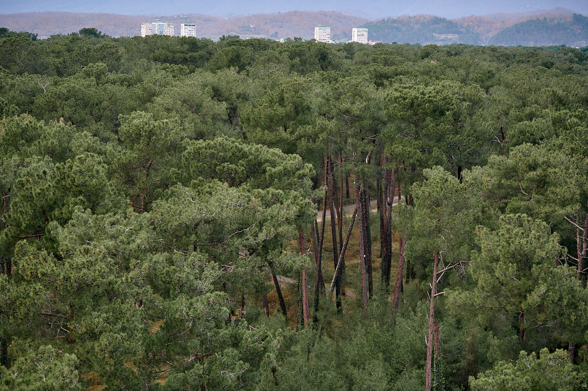 Пицунда, Абхазия. Декабрь 2024. Фотографии отовсюду и обо всем