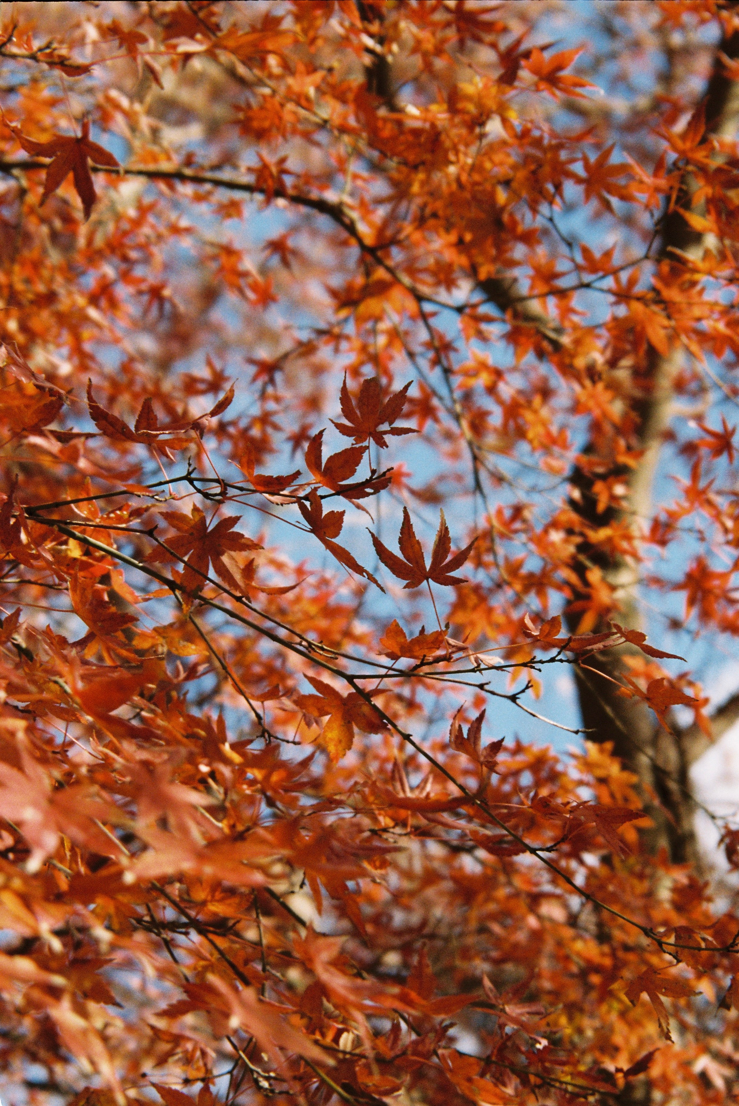 Пленка. Фотограф Алина Диева Москва | Токио