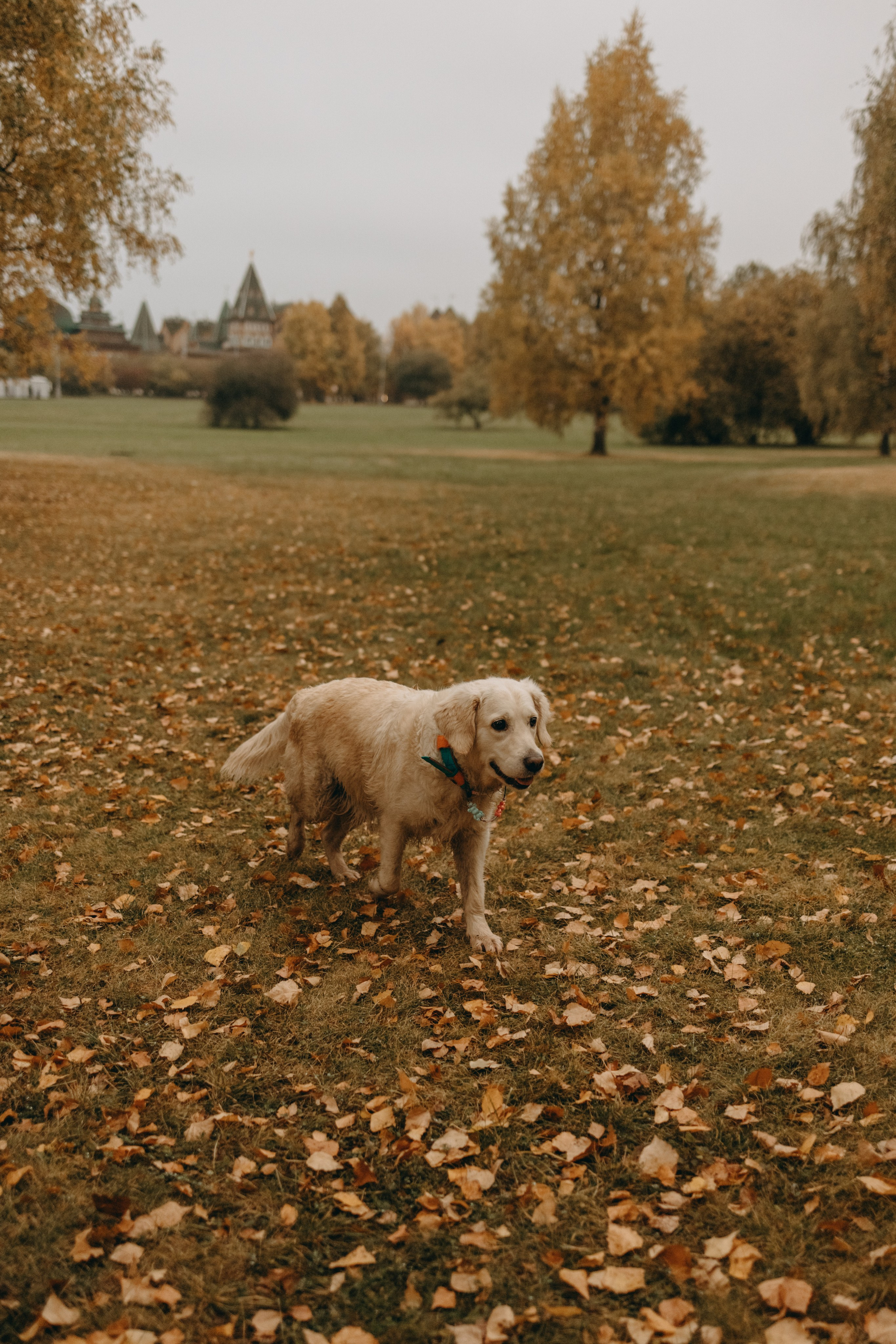 Женя и ее девочки. Фотограф — Анималист | Санкт-Петербург