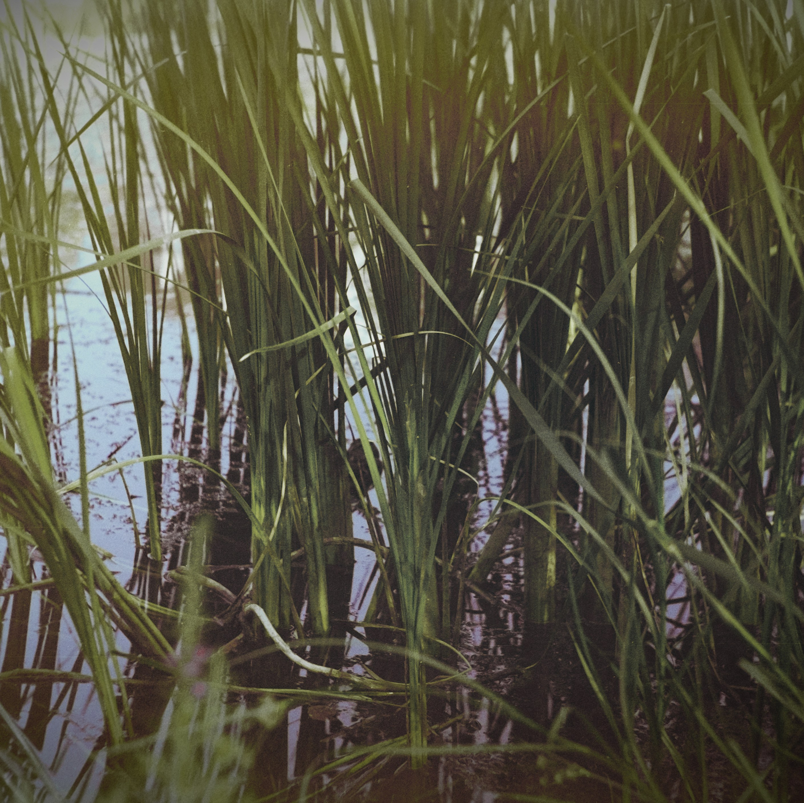 Пленочная история. Дмитрий Пропадалин, Нейрофотография