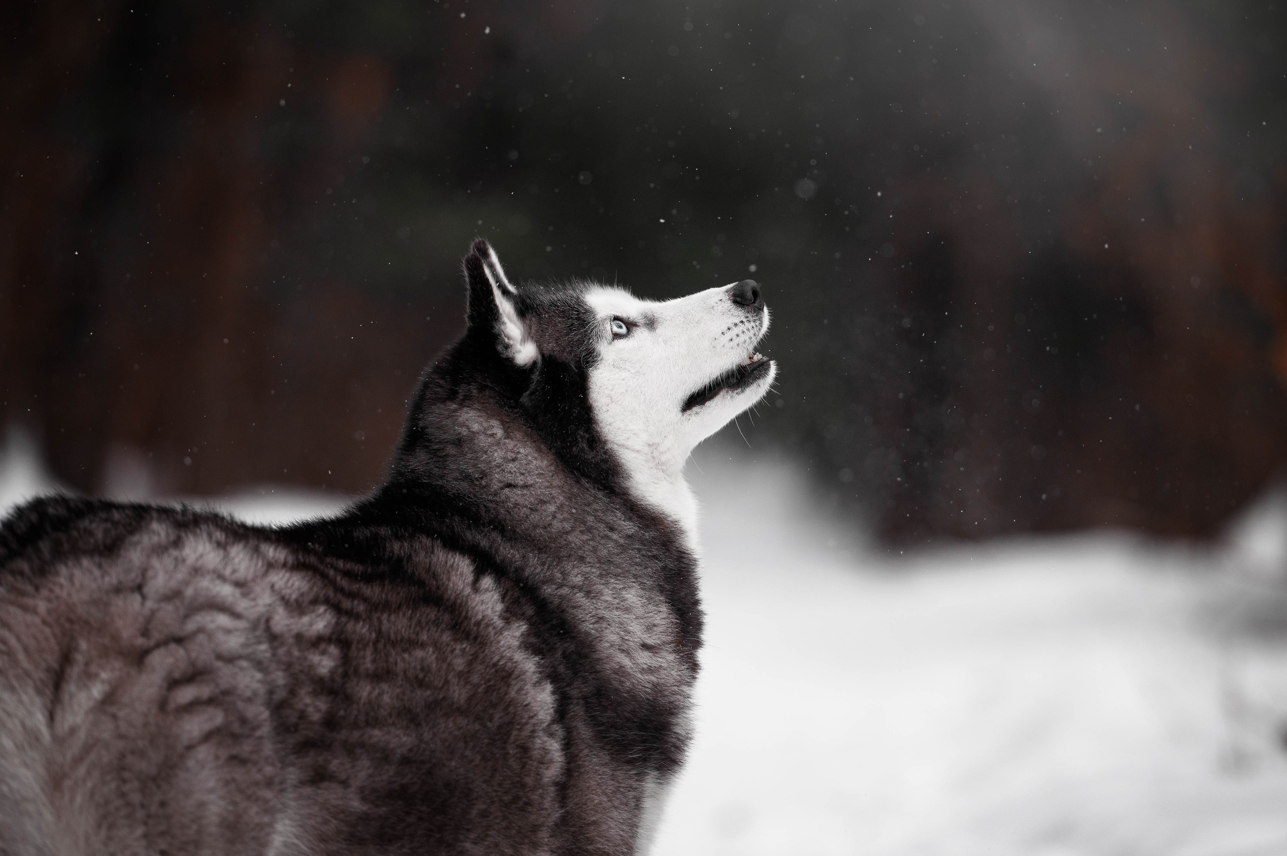 Шанель. Фотограф-анималист