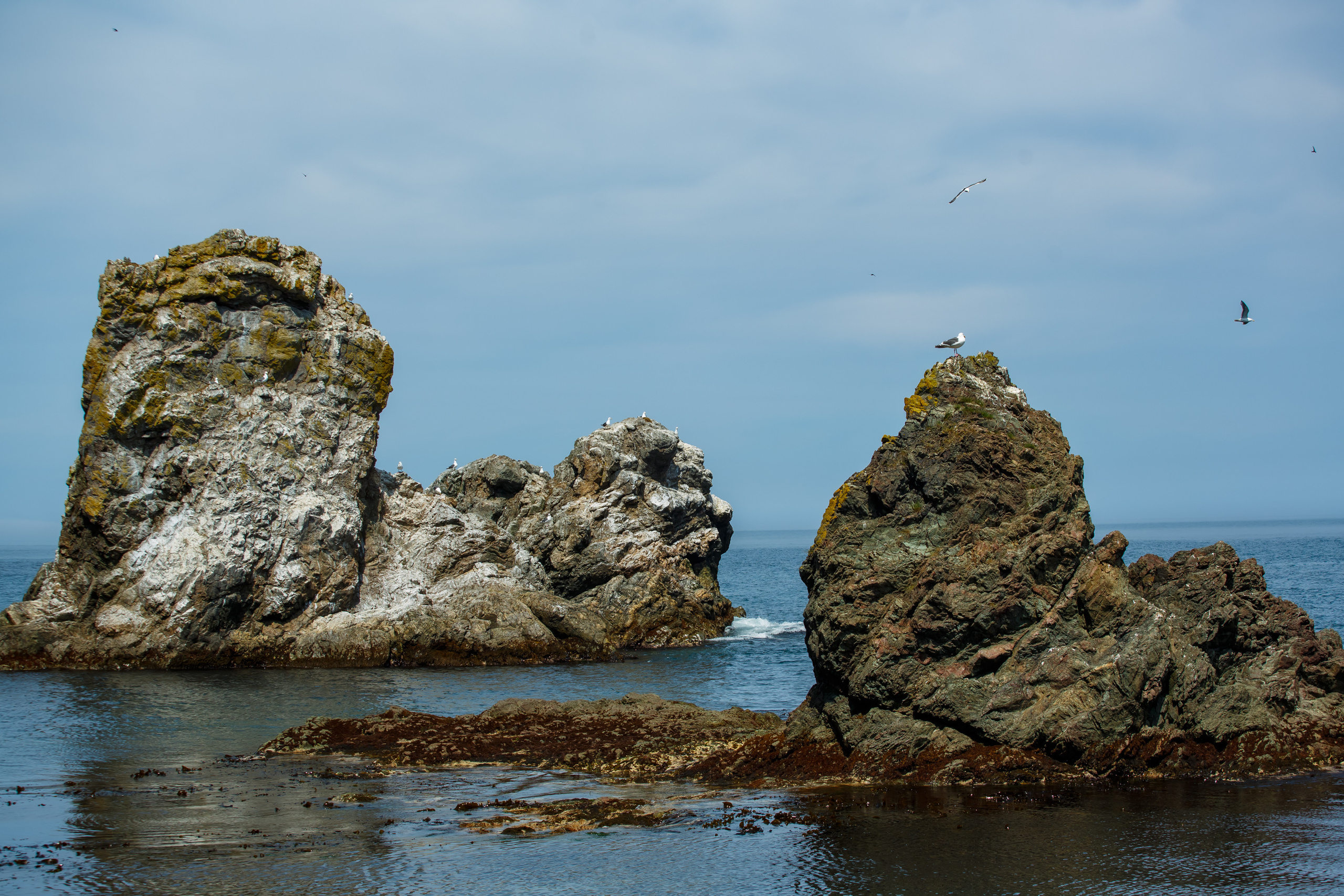 Мыс Великан. Свадебный, семейный и репортажный фотограф в Южно-Сахалинске Артур Петросян