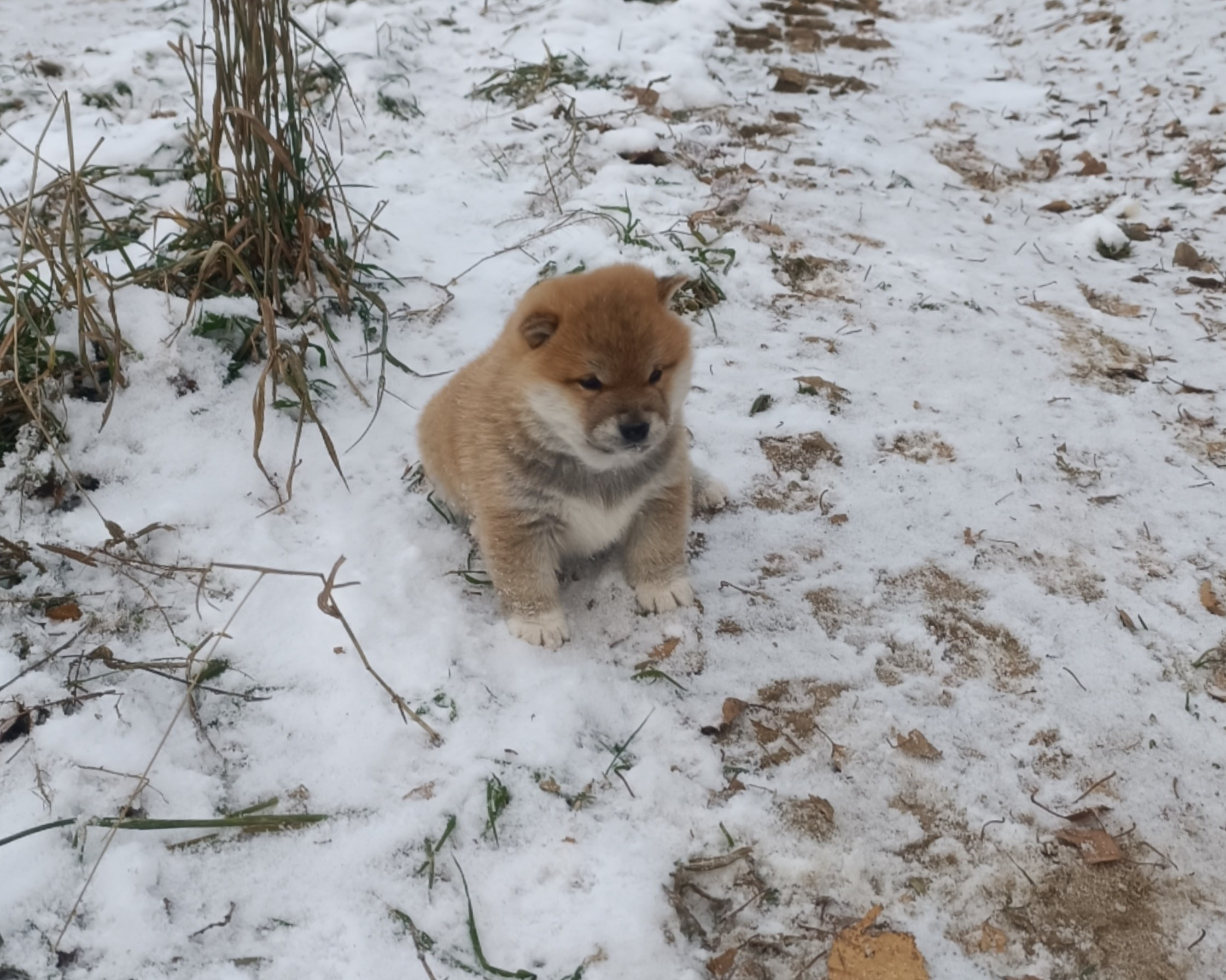сиба питомник Рубилайт щенки на продажу rubylight  сиба щенки купить СПб Санкт-Петербург 