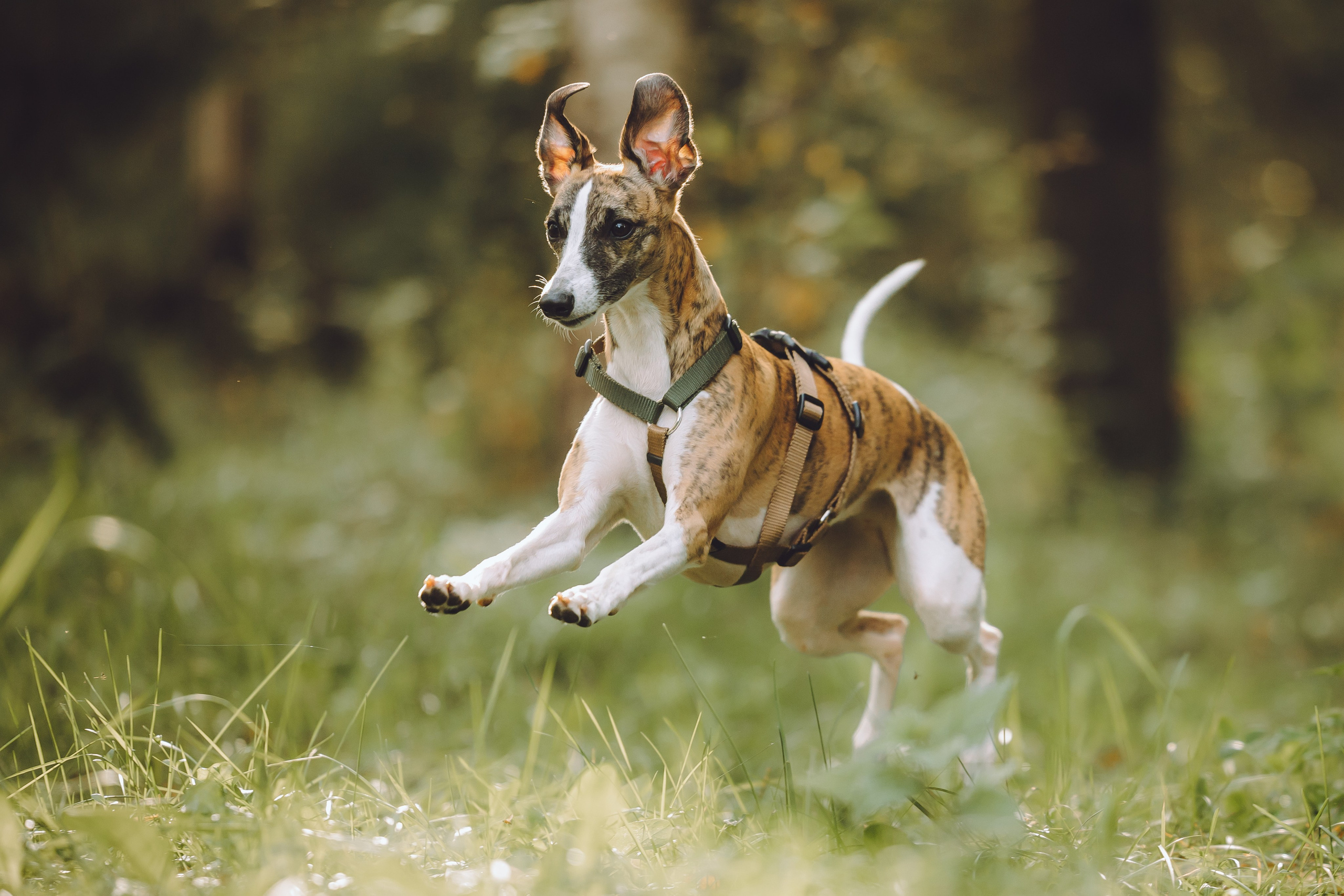 Выездной дог-тренинг от школы «Шерсть имею», Тованово