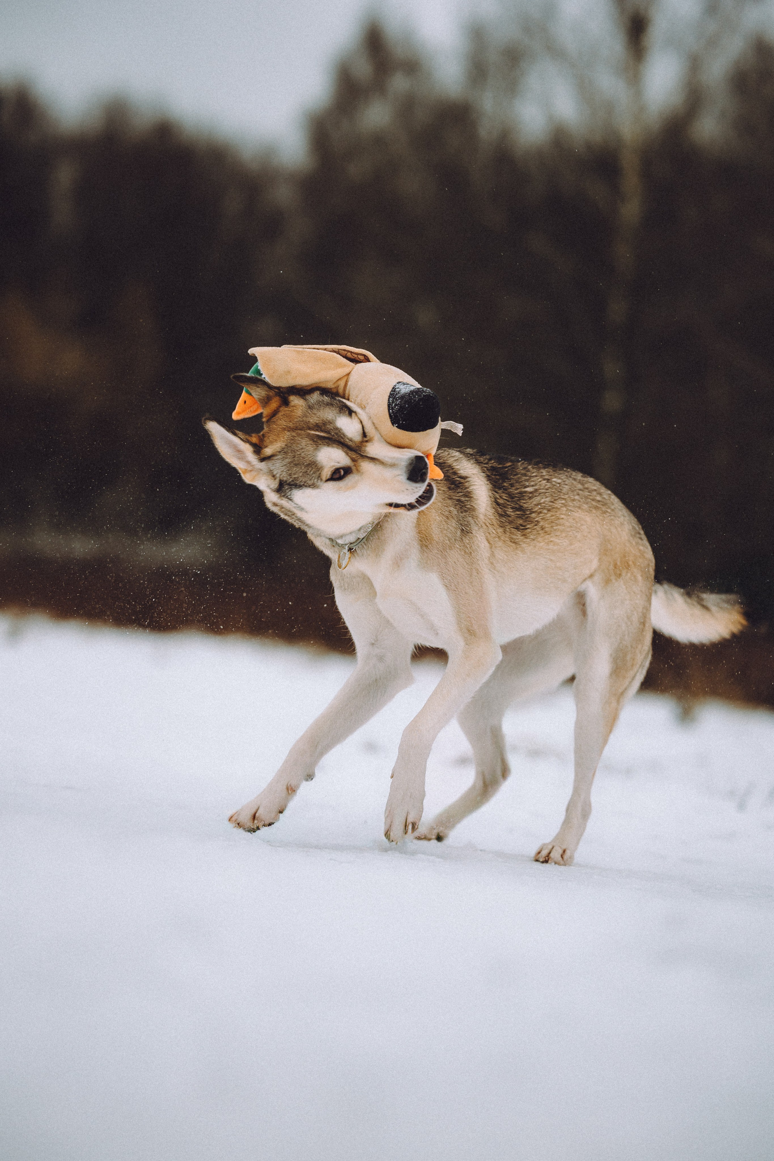 Аня и Рокси