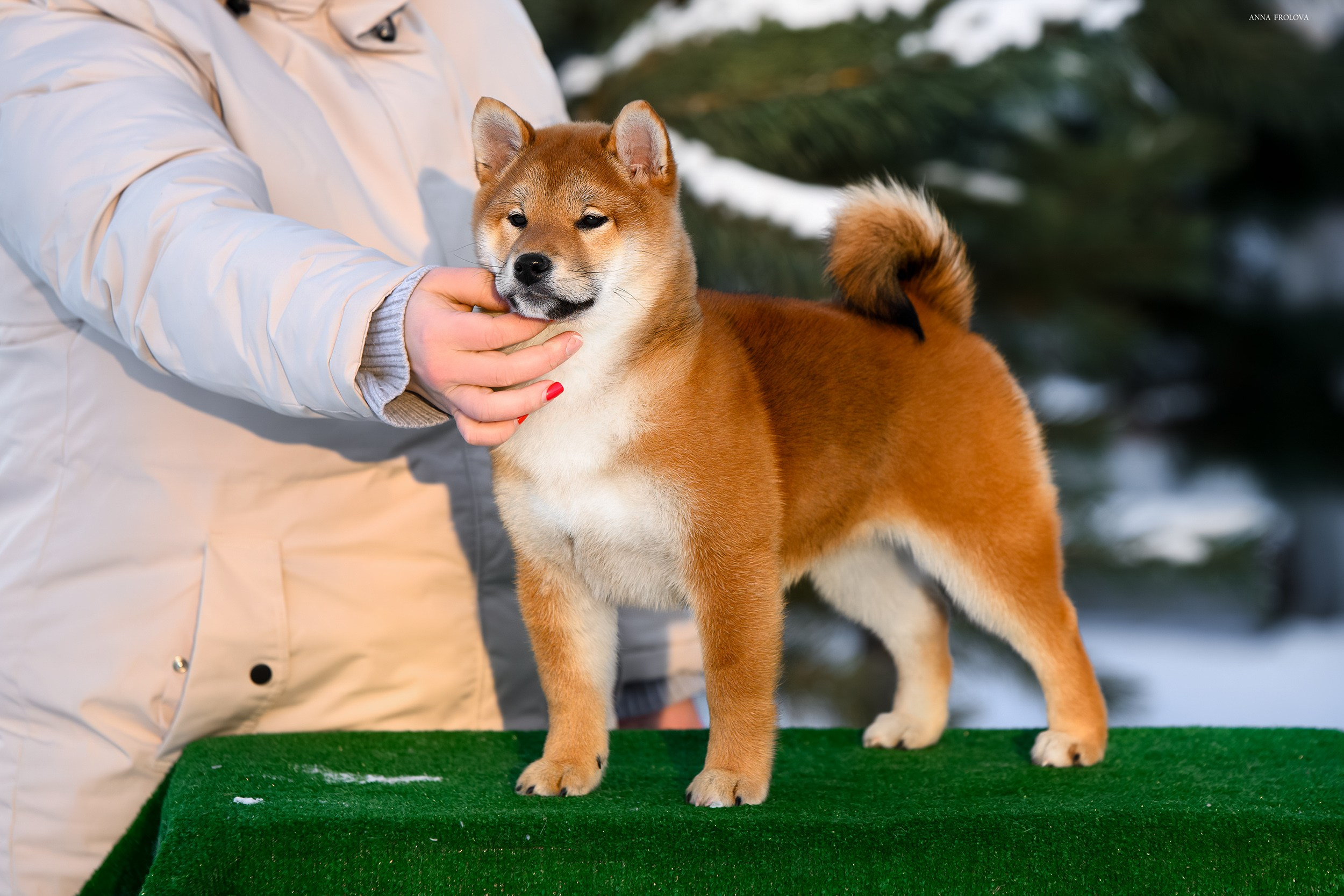 SHIBA. SHIOMARU Shiba and Akita Inu Kennel