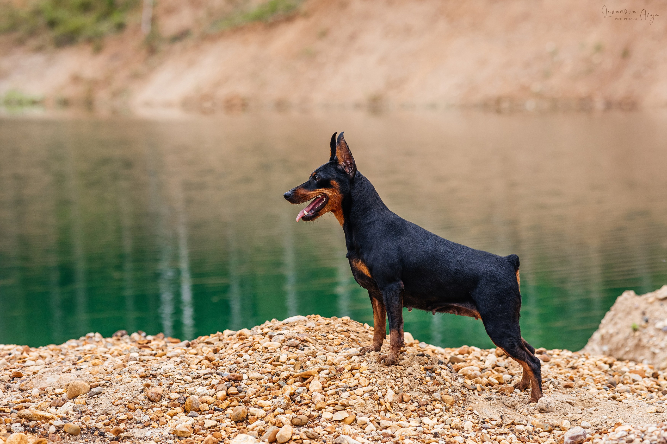 Троицкий карьер. Фотограф анималист Аня Ливанова | Рыбинск