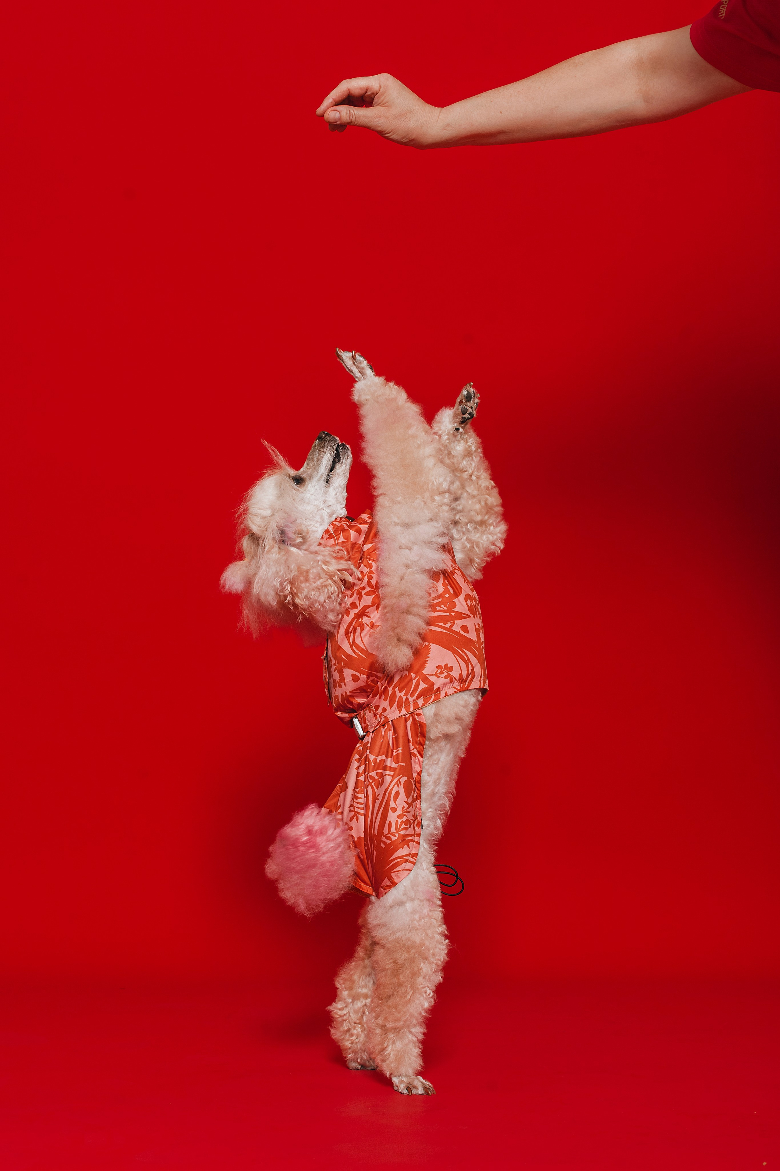 Съемка для бренда TEDDYBOY. Фотограф-анималист Татьяна Степанова