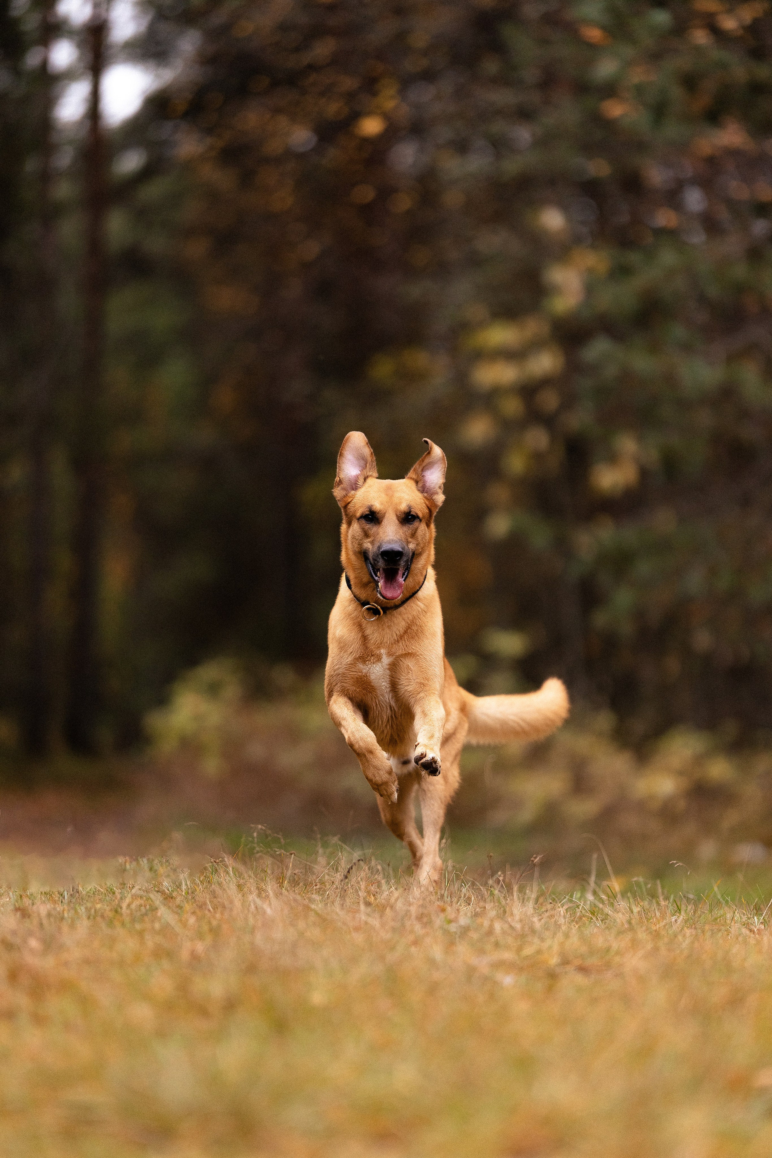Karelia. Фотограф и видеограф анималист Аганина Дарья